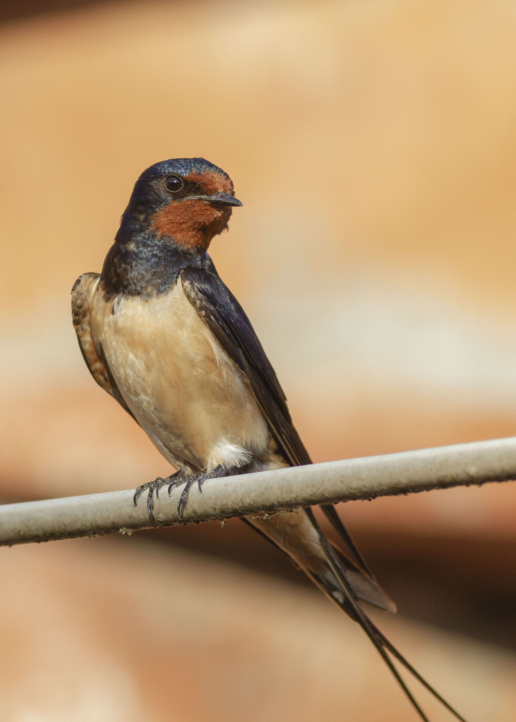 Swallow