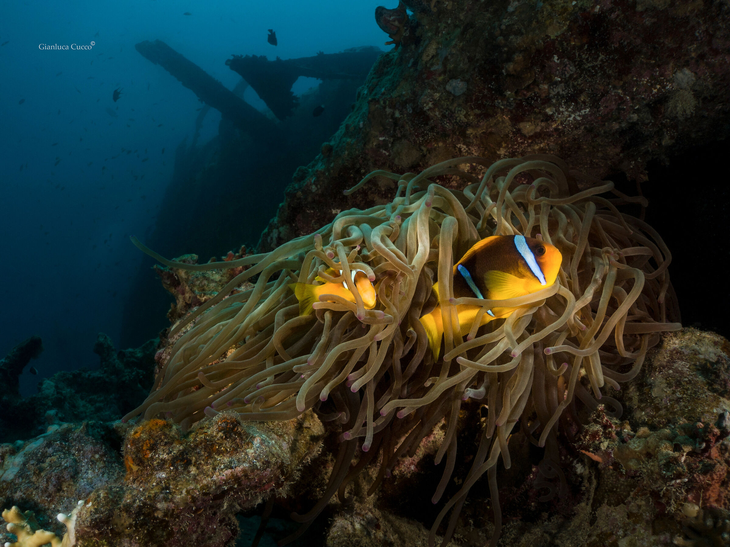 The guardians of the wreck