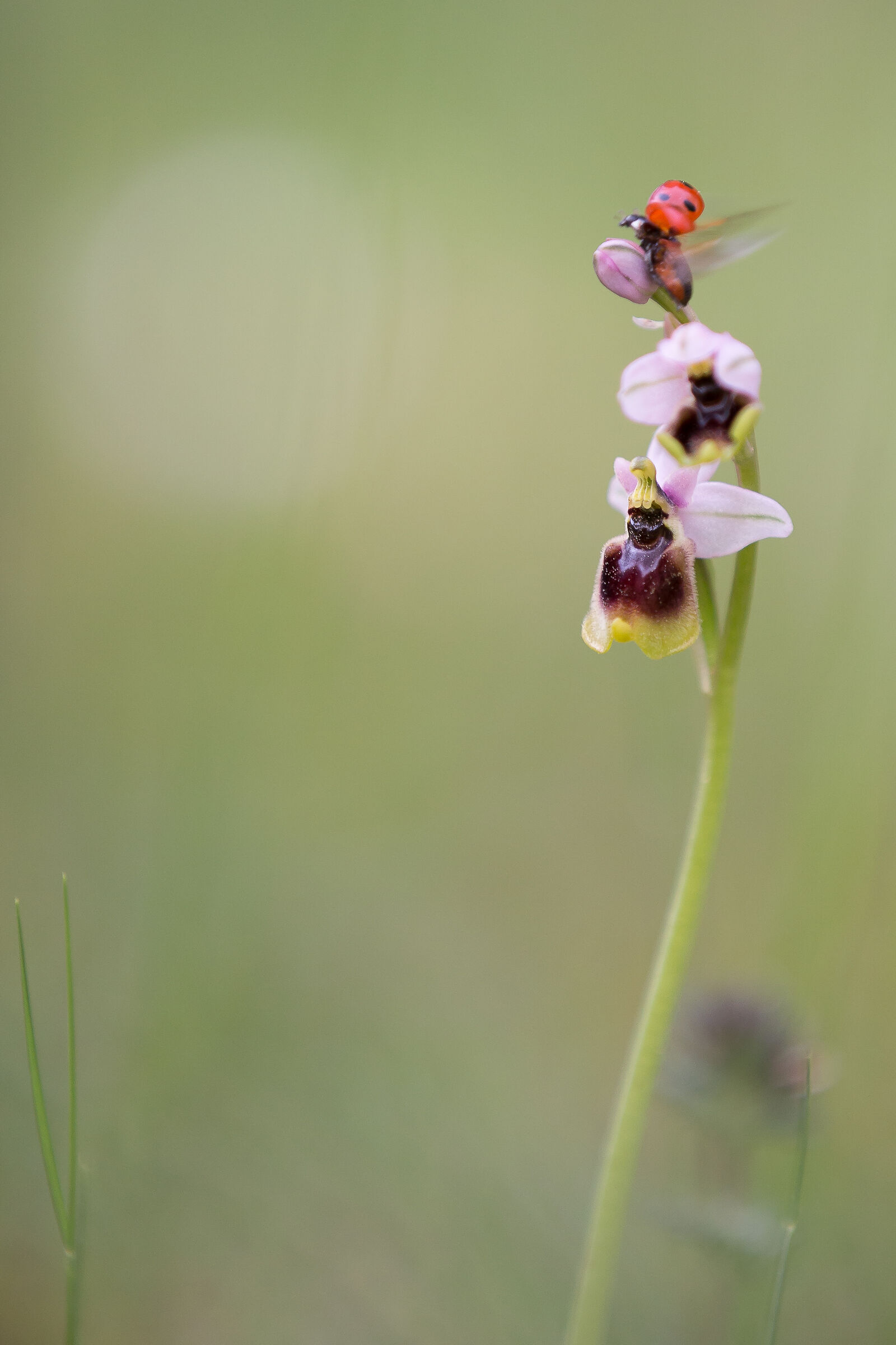 Mariòla (coccinella)