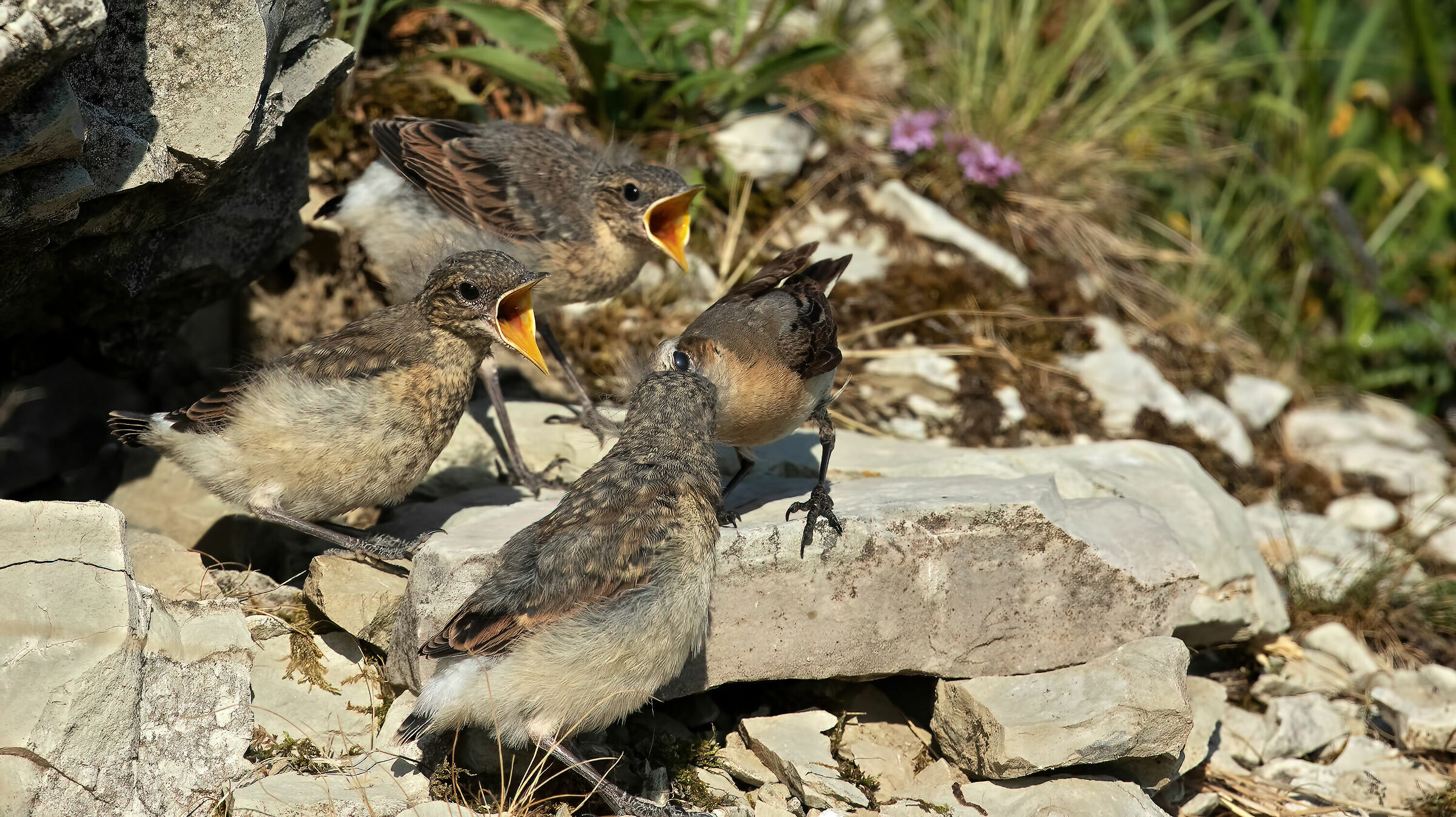 The three hungry little culbianchi