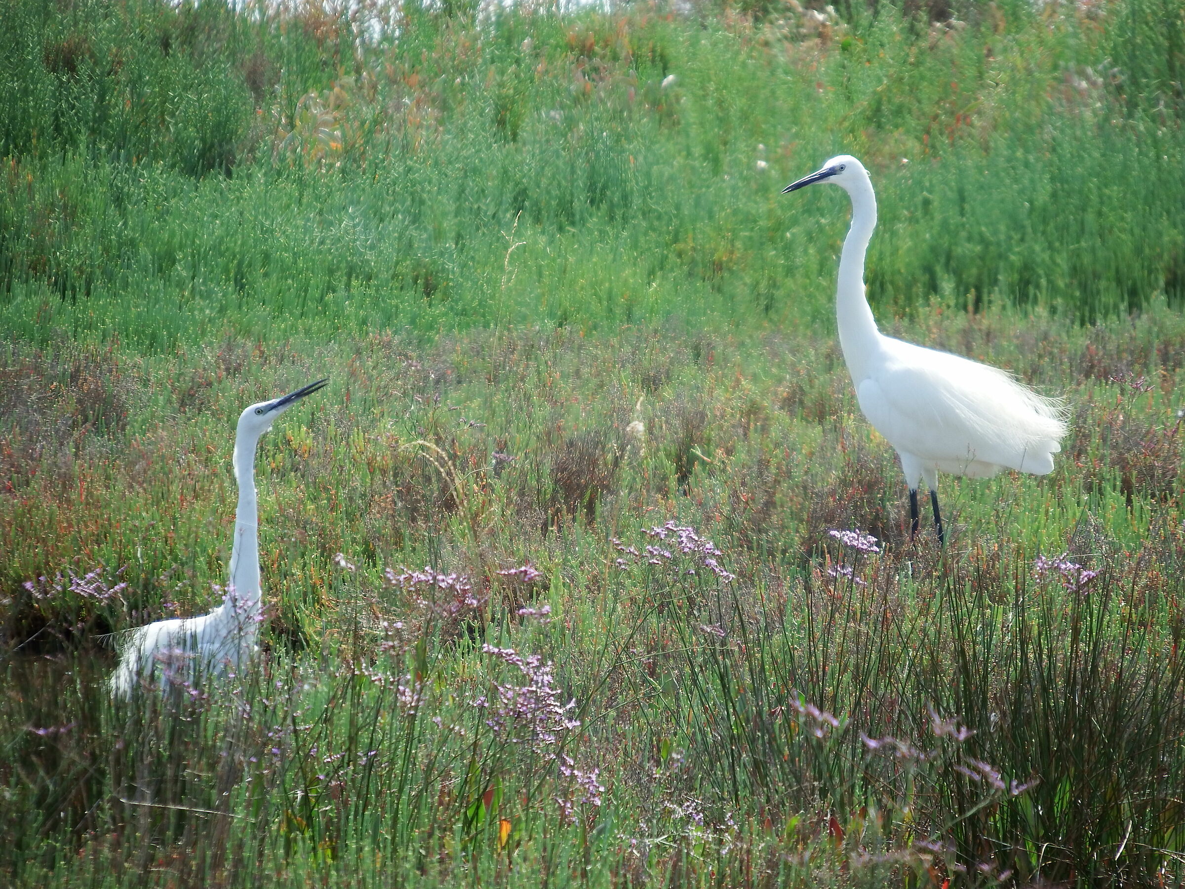 Corteggiamento tra i "fiuri" di tappo