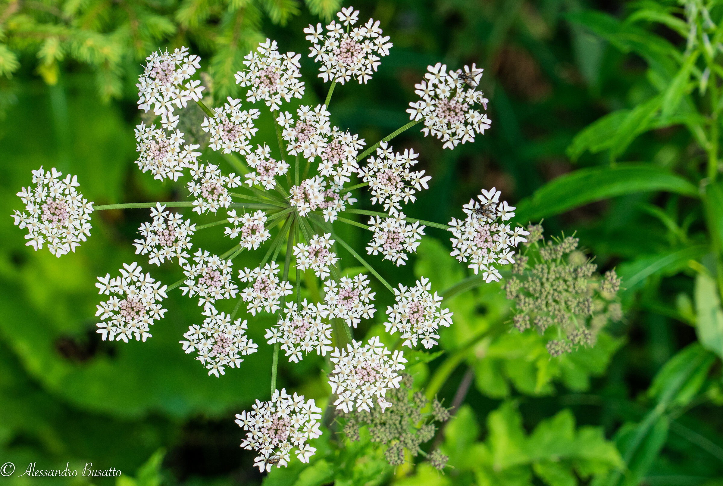Heracleum sphondylium