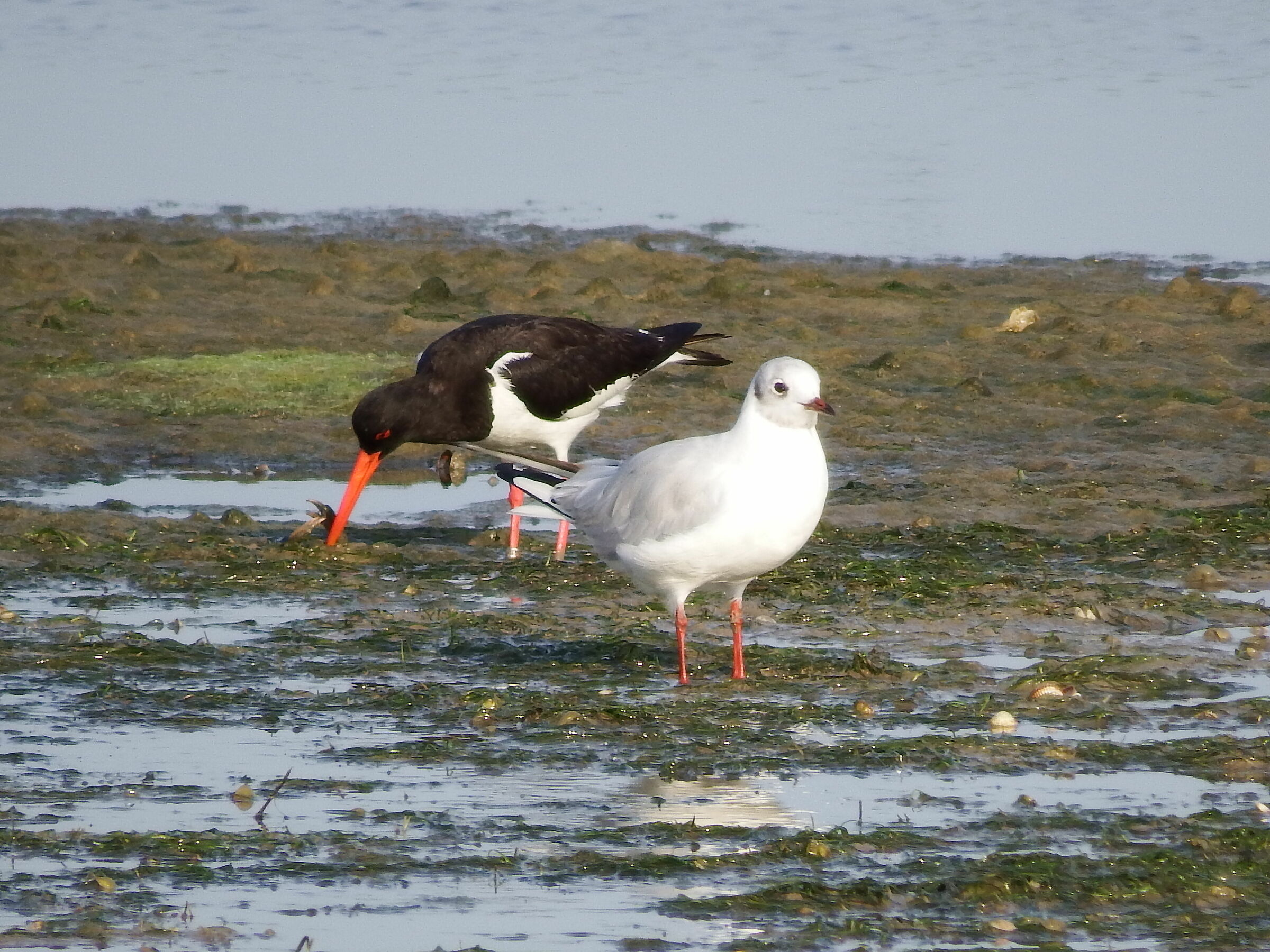 Beccaccia di mare contro granchio...