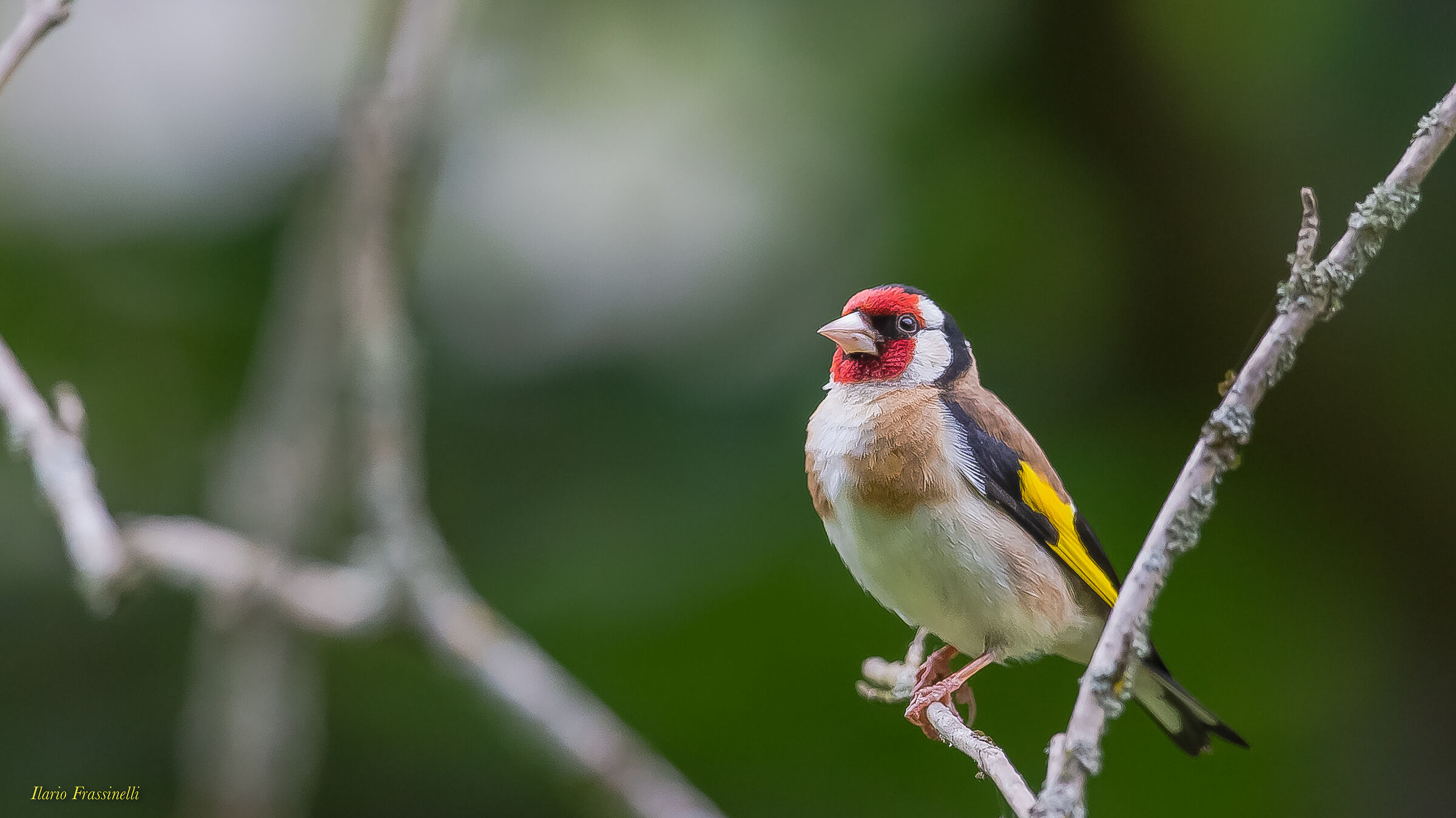 Goldfinch