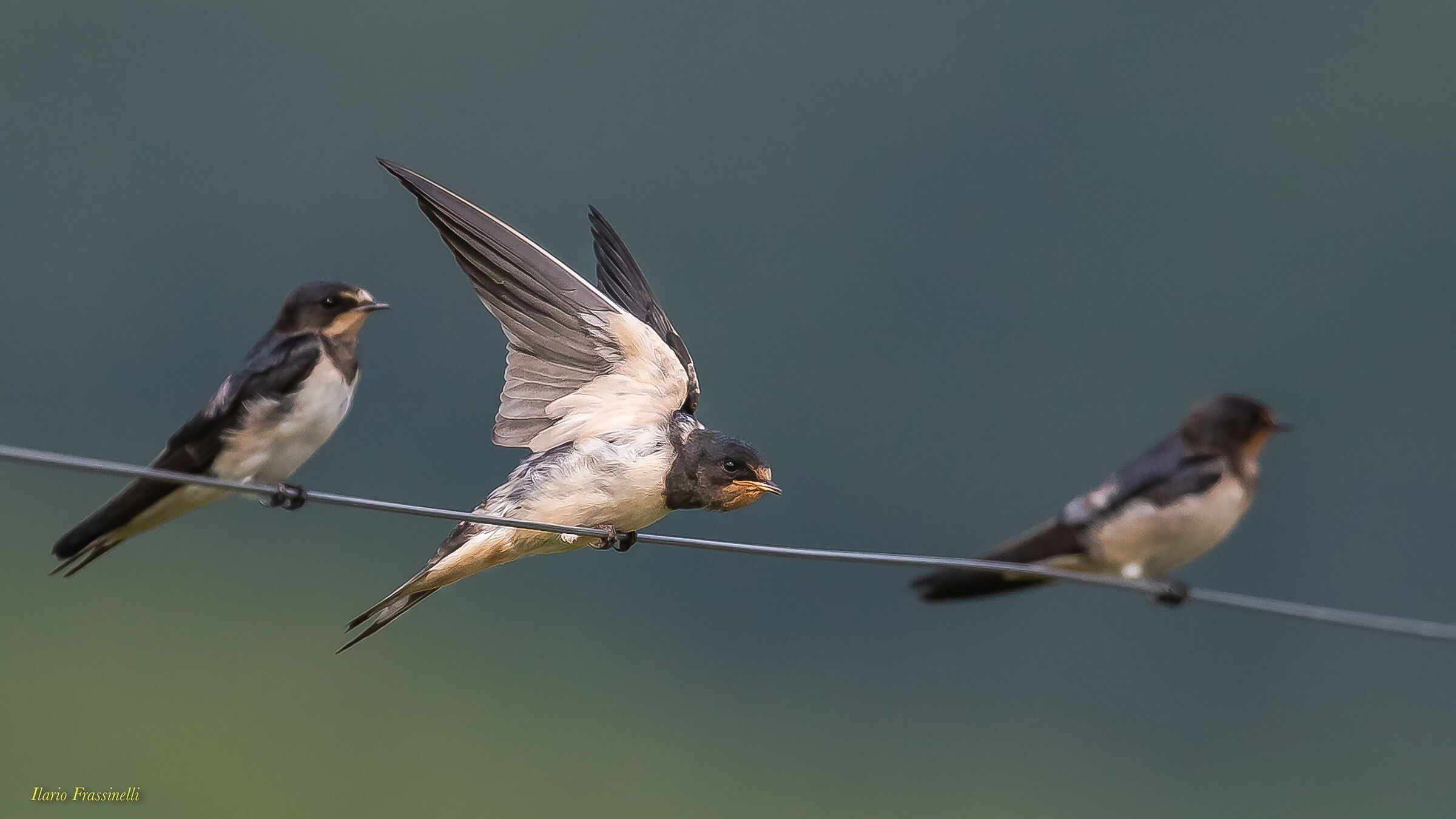Rustic Hirundo
