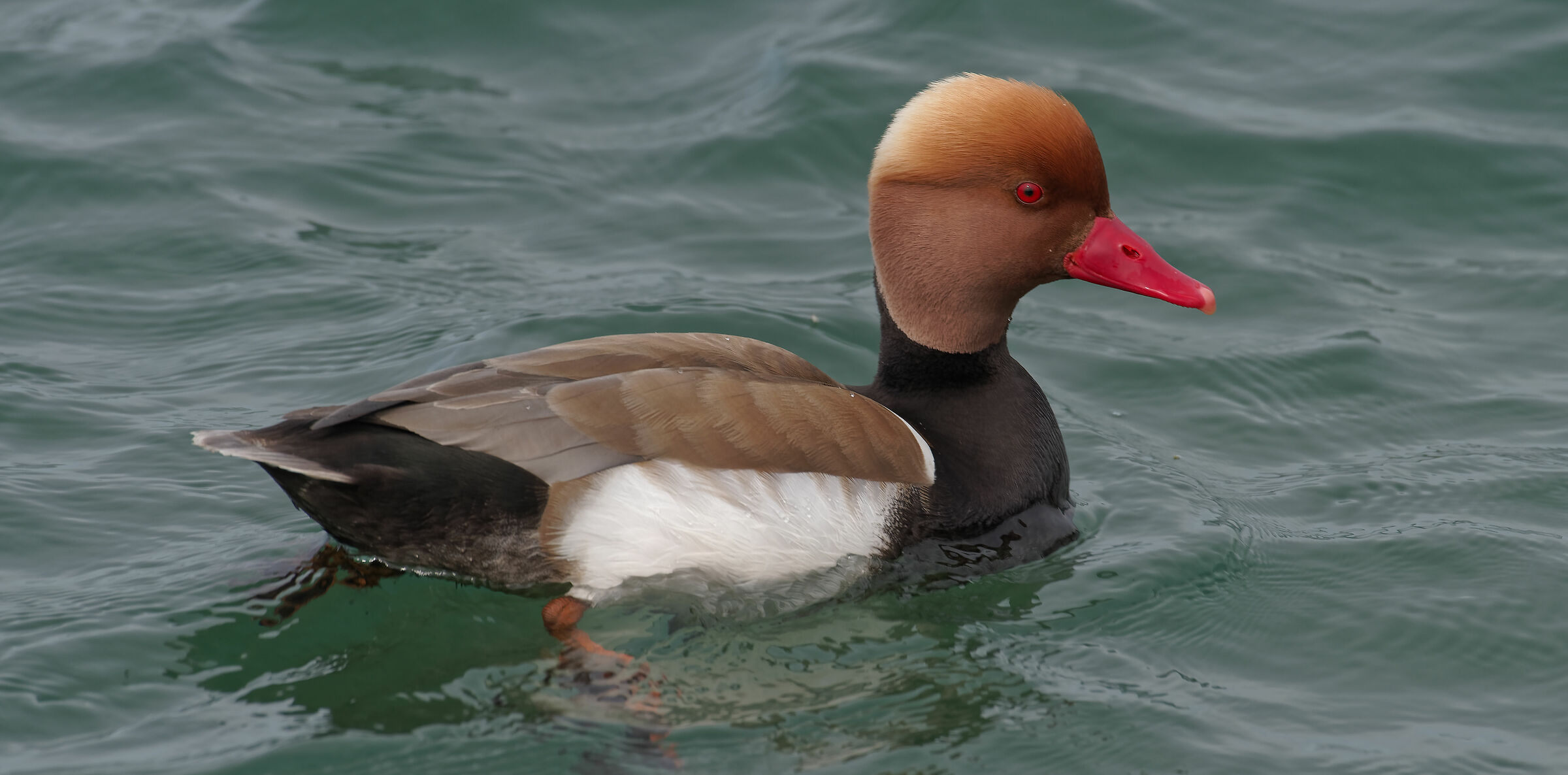 Netta Rufina - Anatidae