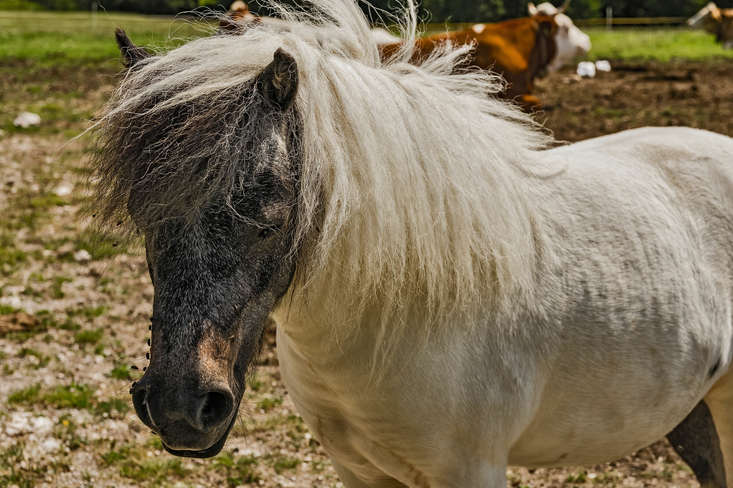 La tortura delle mosche
