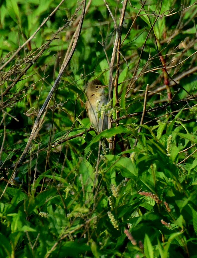 Cannaiola in Singing