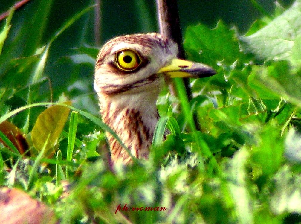 Eye