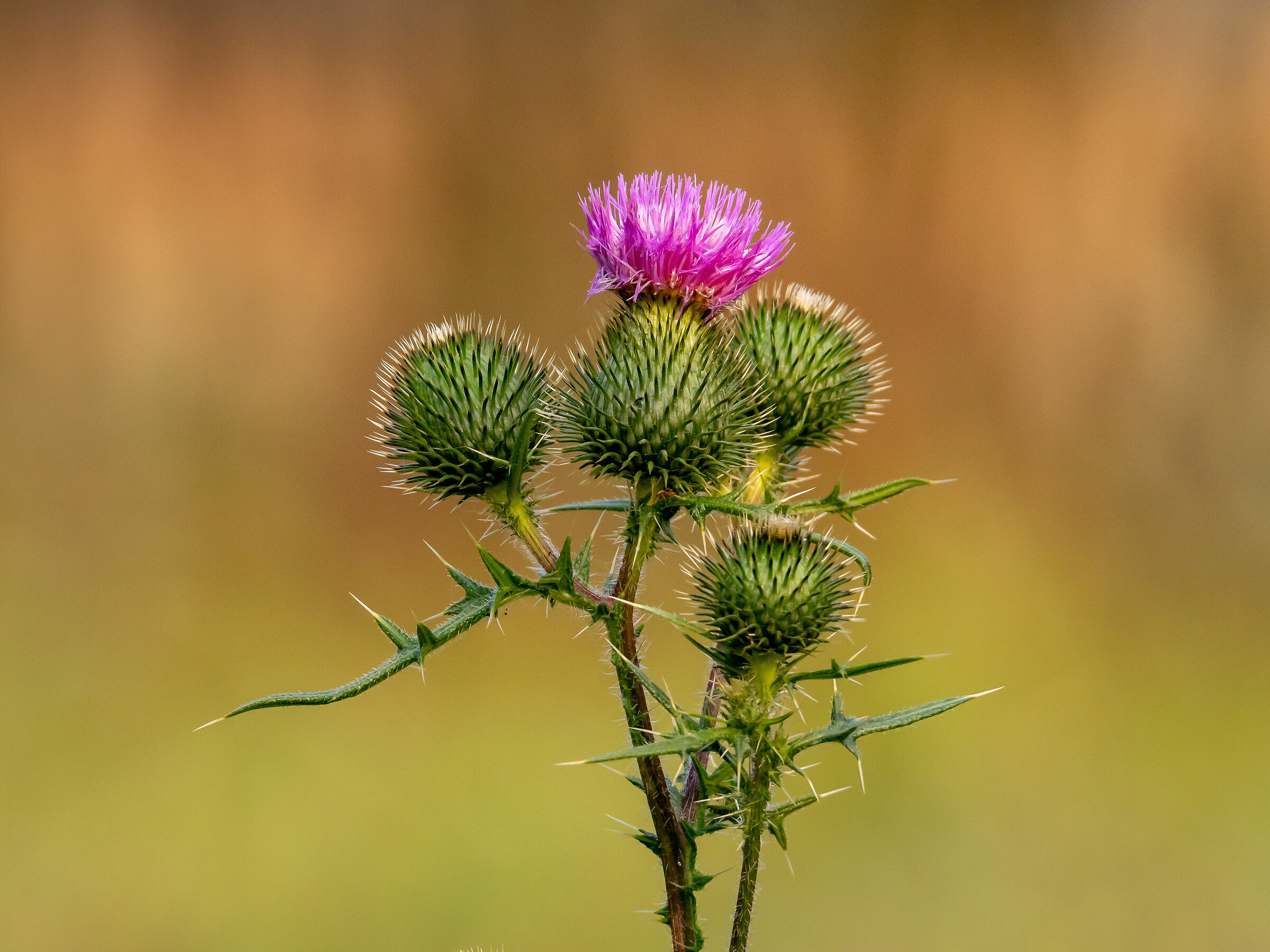 Thistle