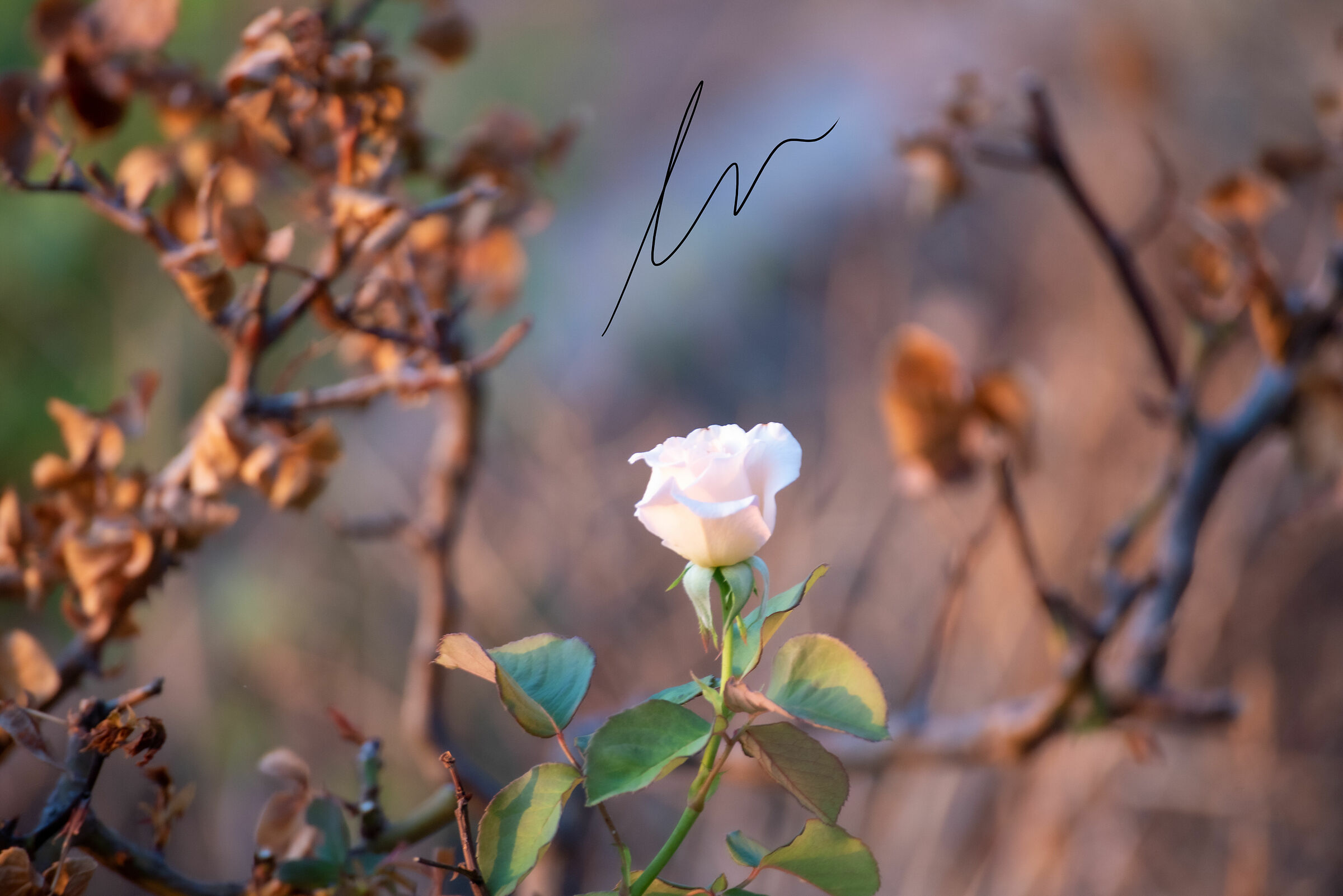 A flower always makes a difference.