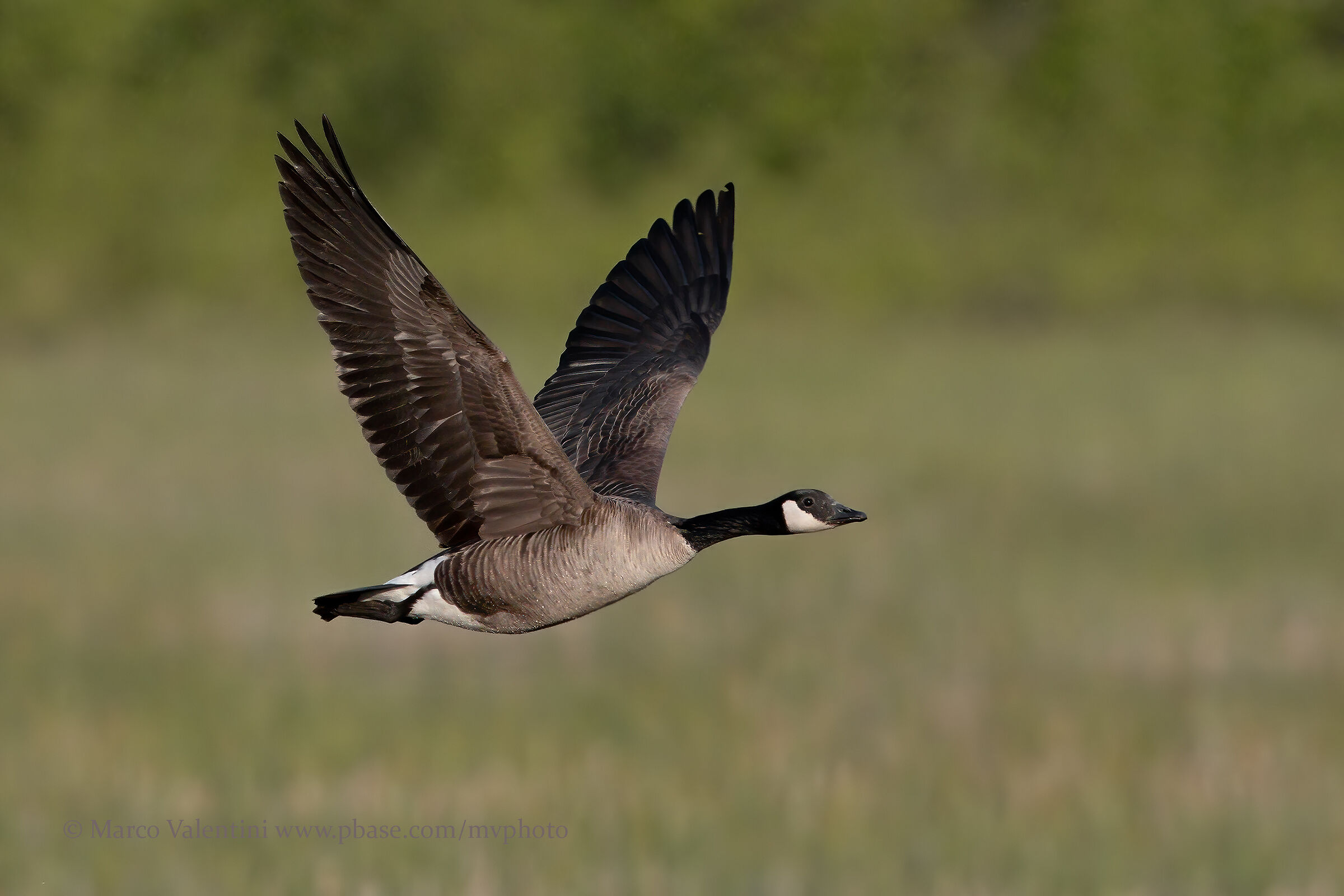 Canada Goose