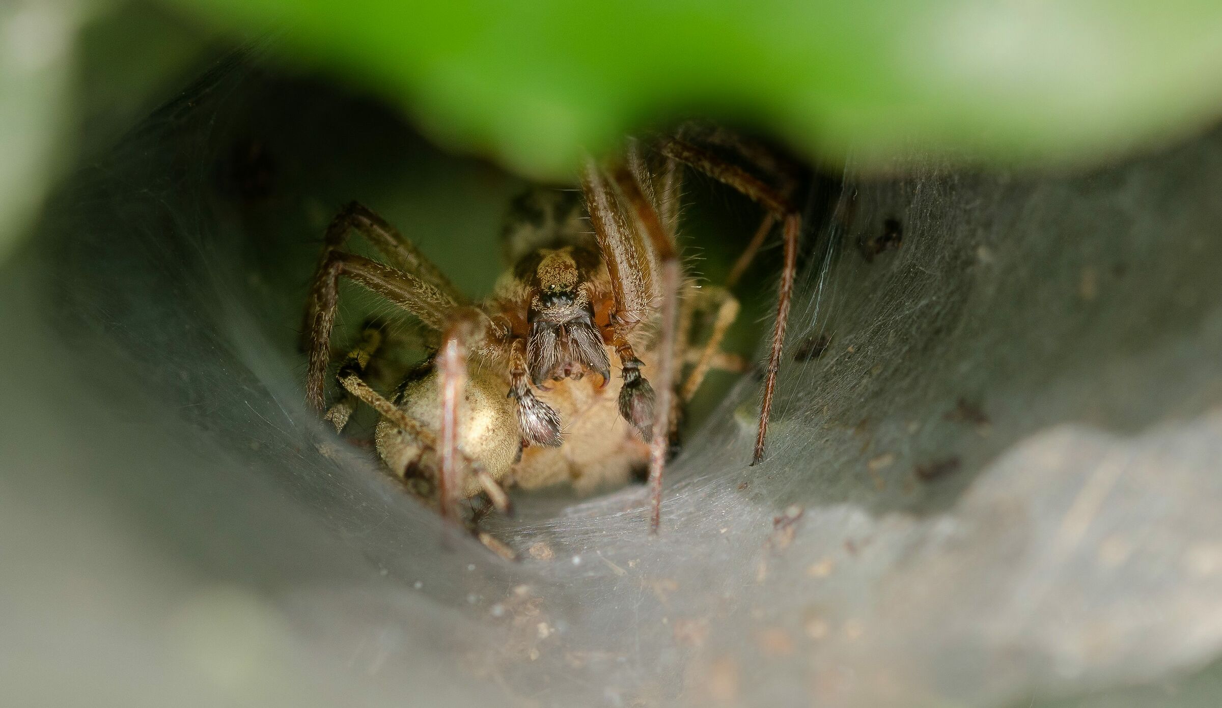 It is not easy to photograph a spider in a hole ...