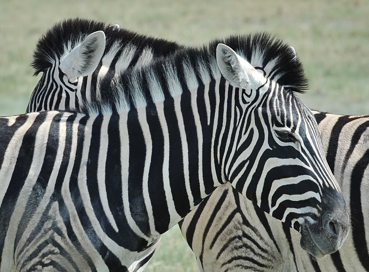 Zebra heads