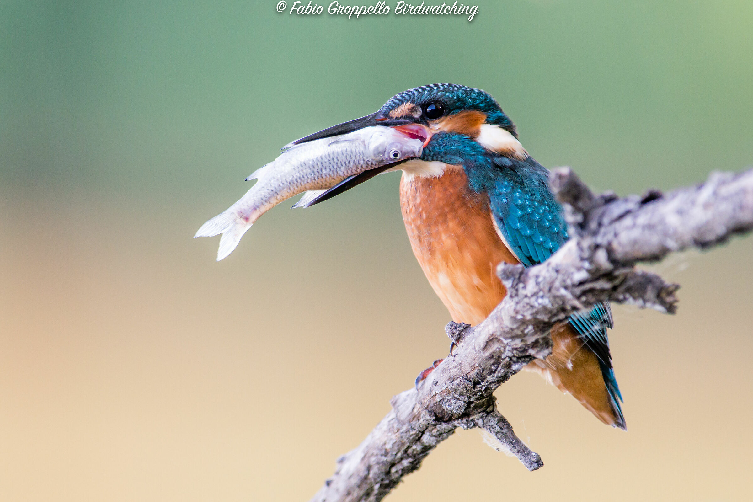 Martin Pescatore con preda