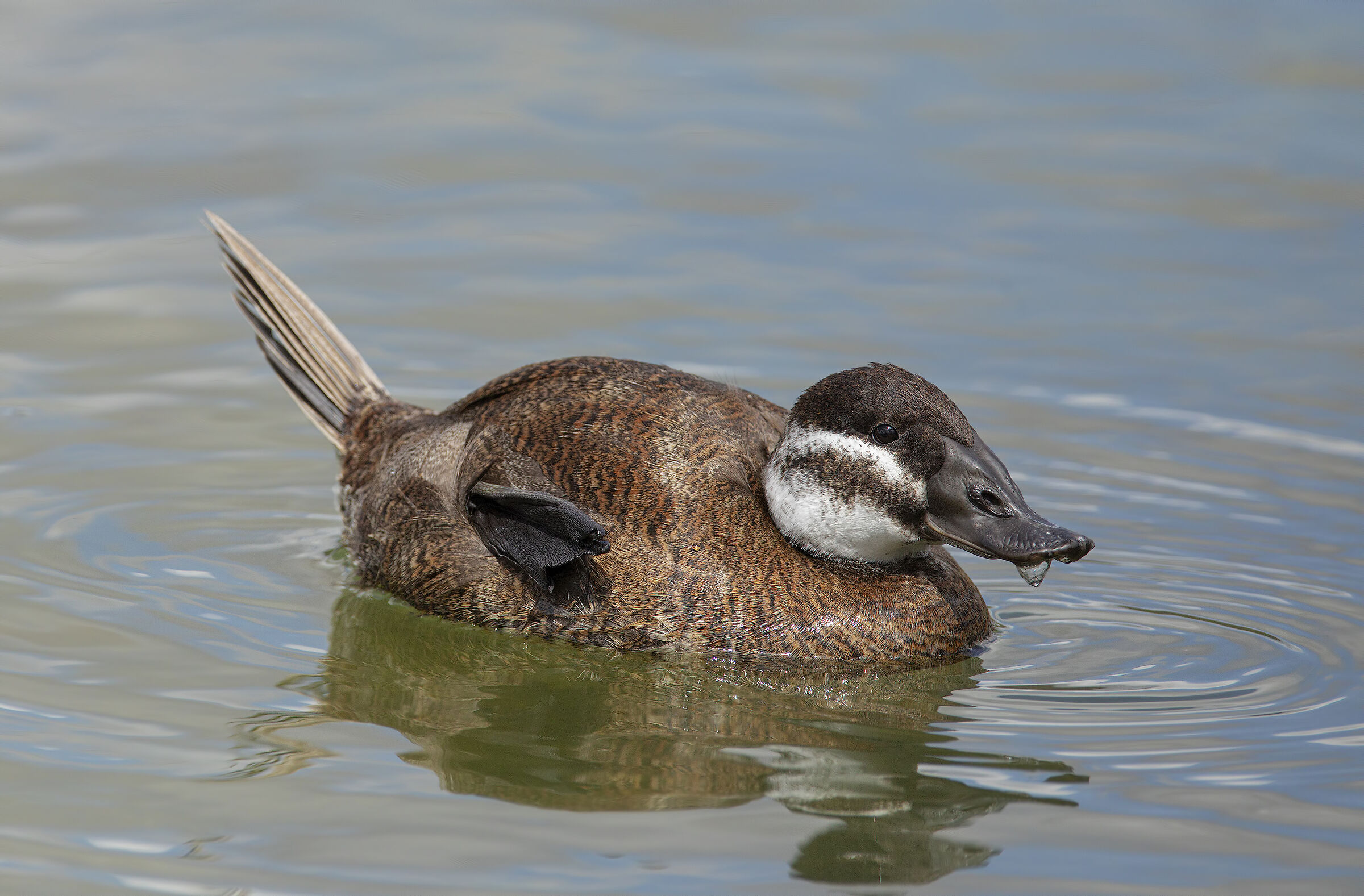 rusty hunchback (oxyura leucocephala)