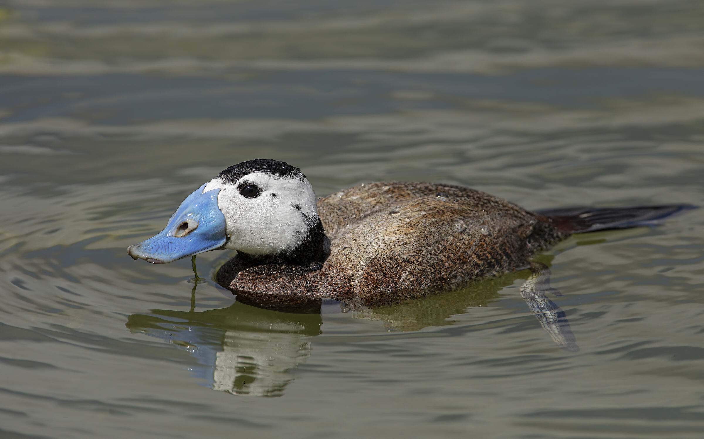 rusty hunchback (oxyura leucocephala)