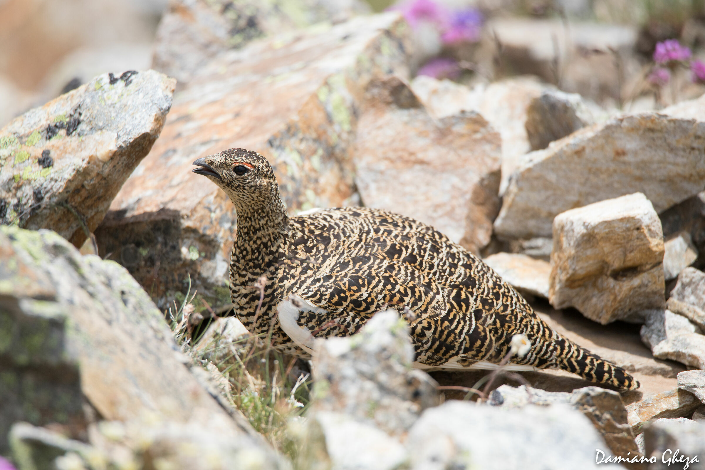 femmina di pernice bianca