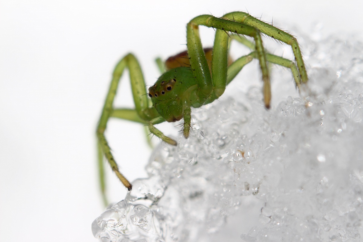 The snow spider