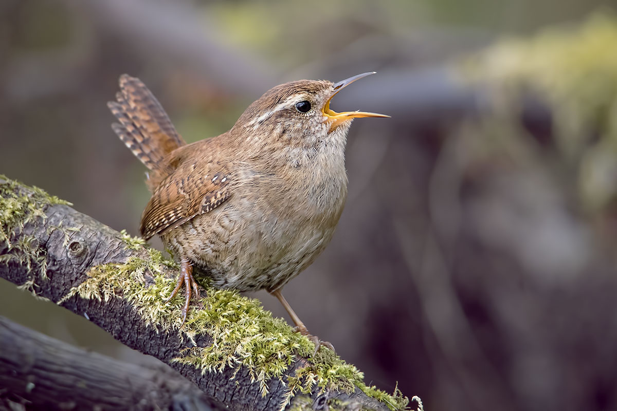 Wren
