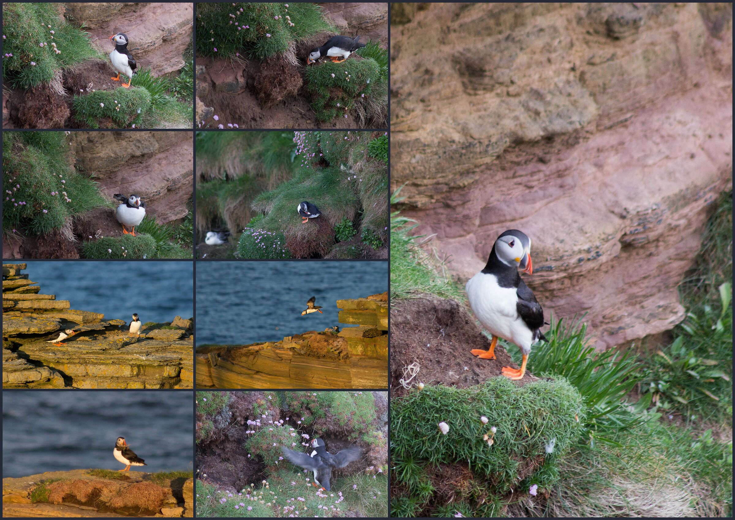Puffin all over the place...