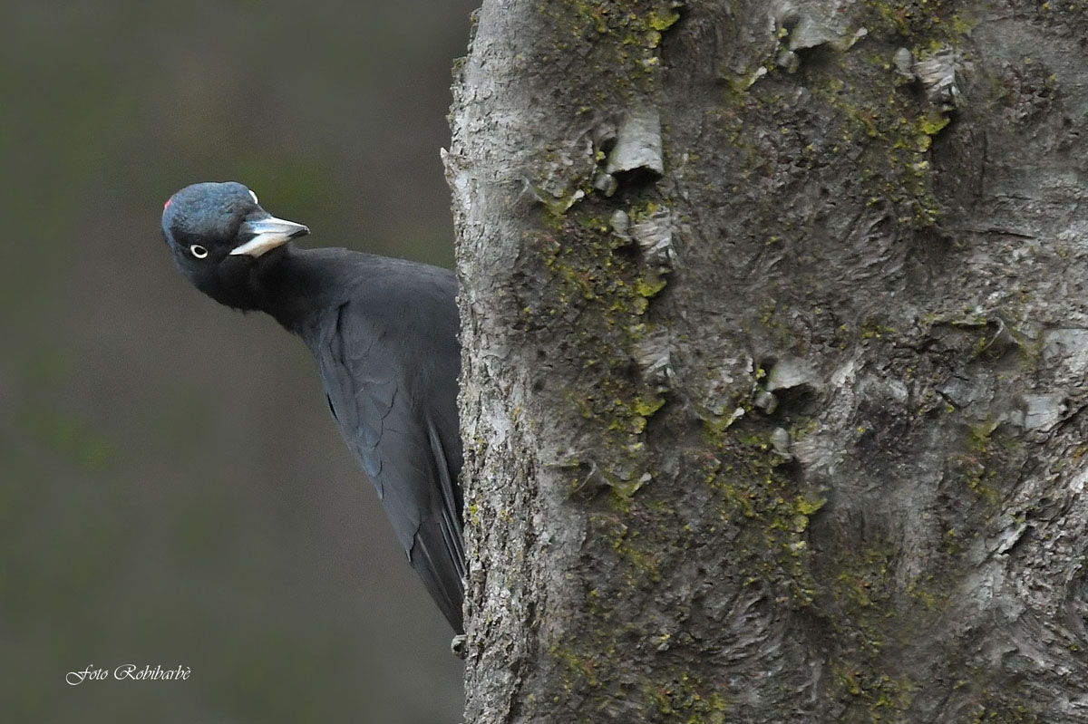 Black woodpecker...