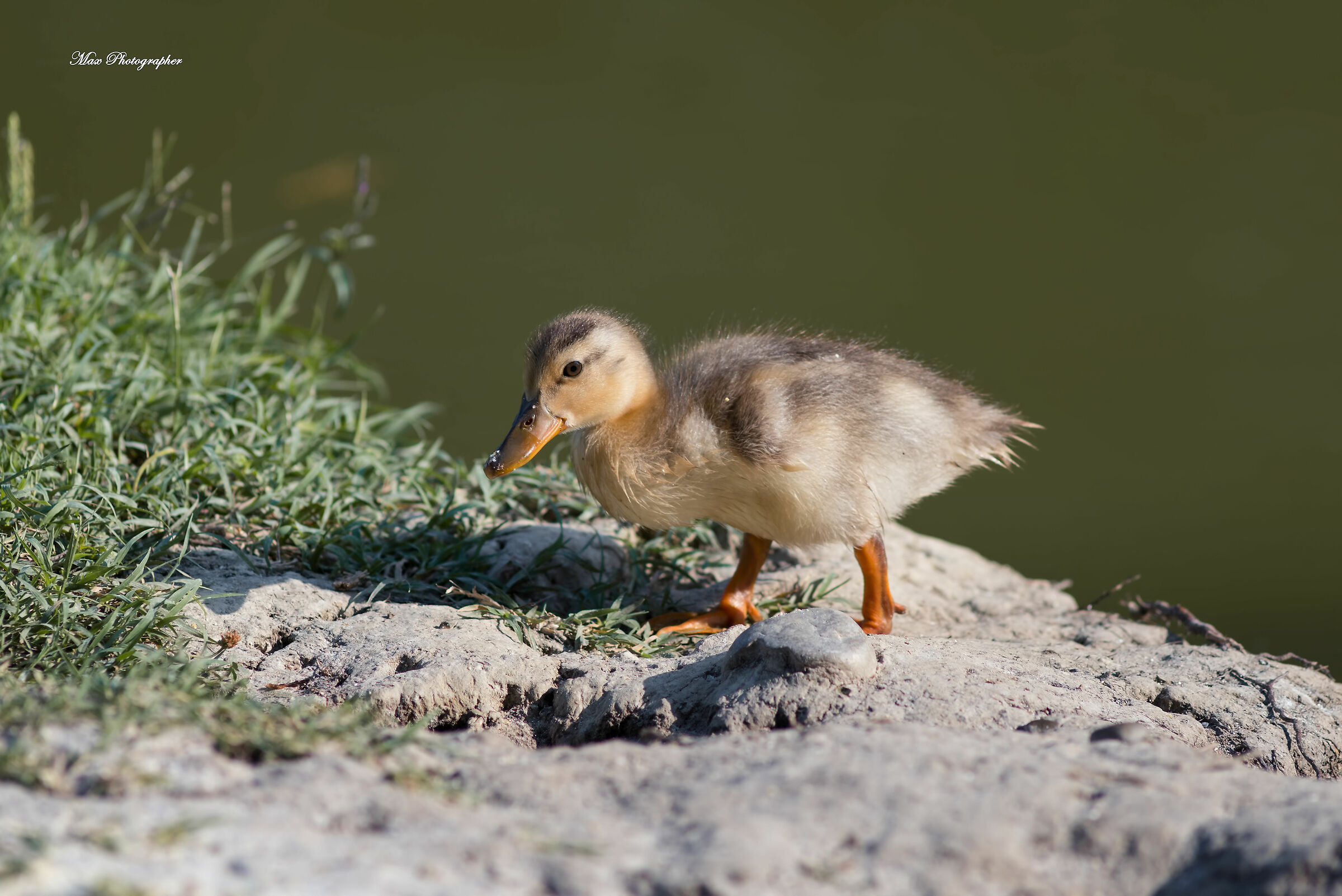 Piccolo Germano Reale