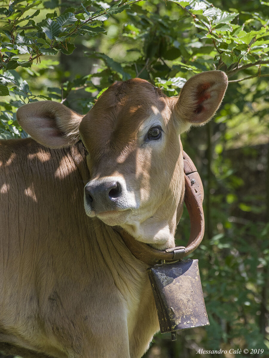 Giovane "modella" 2303