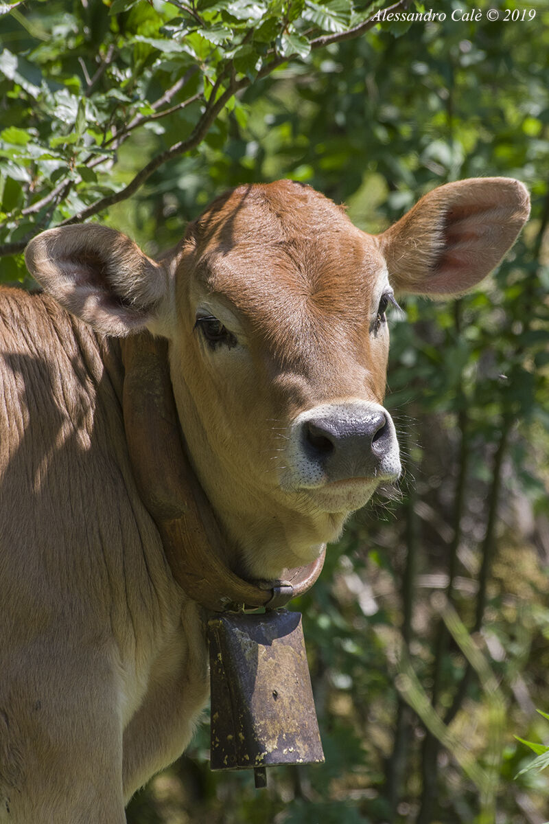 Giovane "modella" 2291