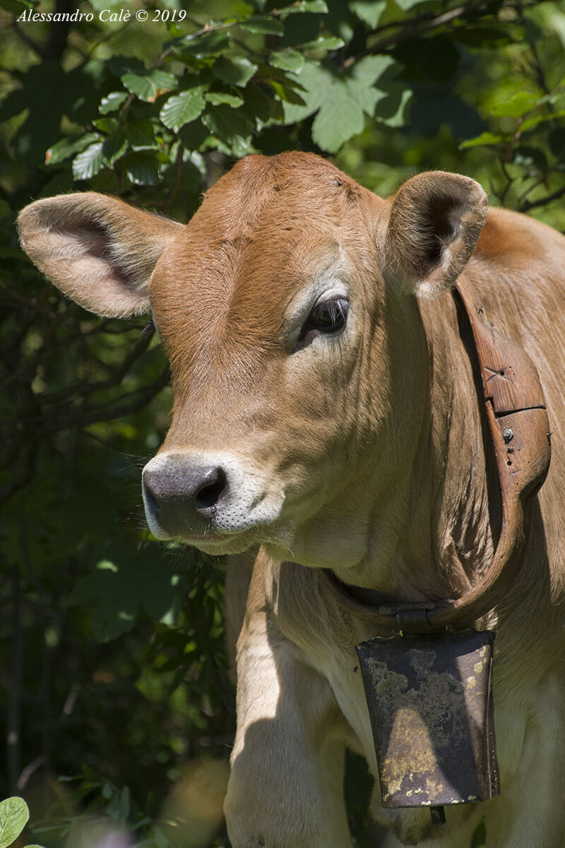 Giovane "modella" 2256