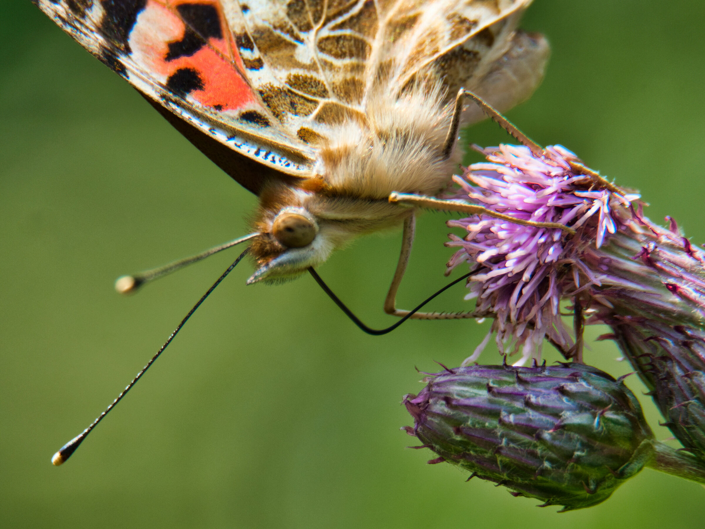 Walking in the Woods 2