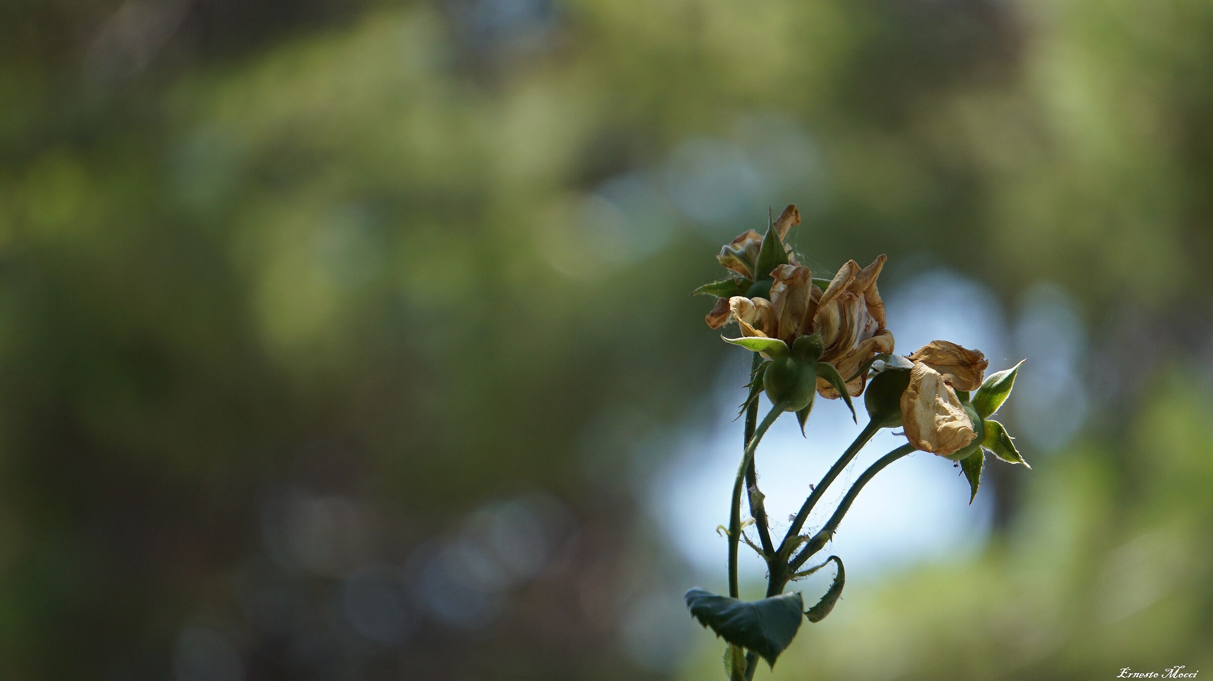 Short Life Infinite Space