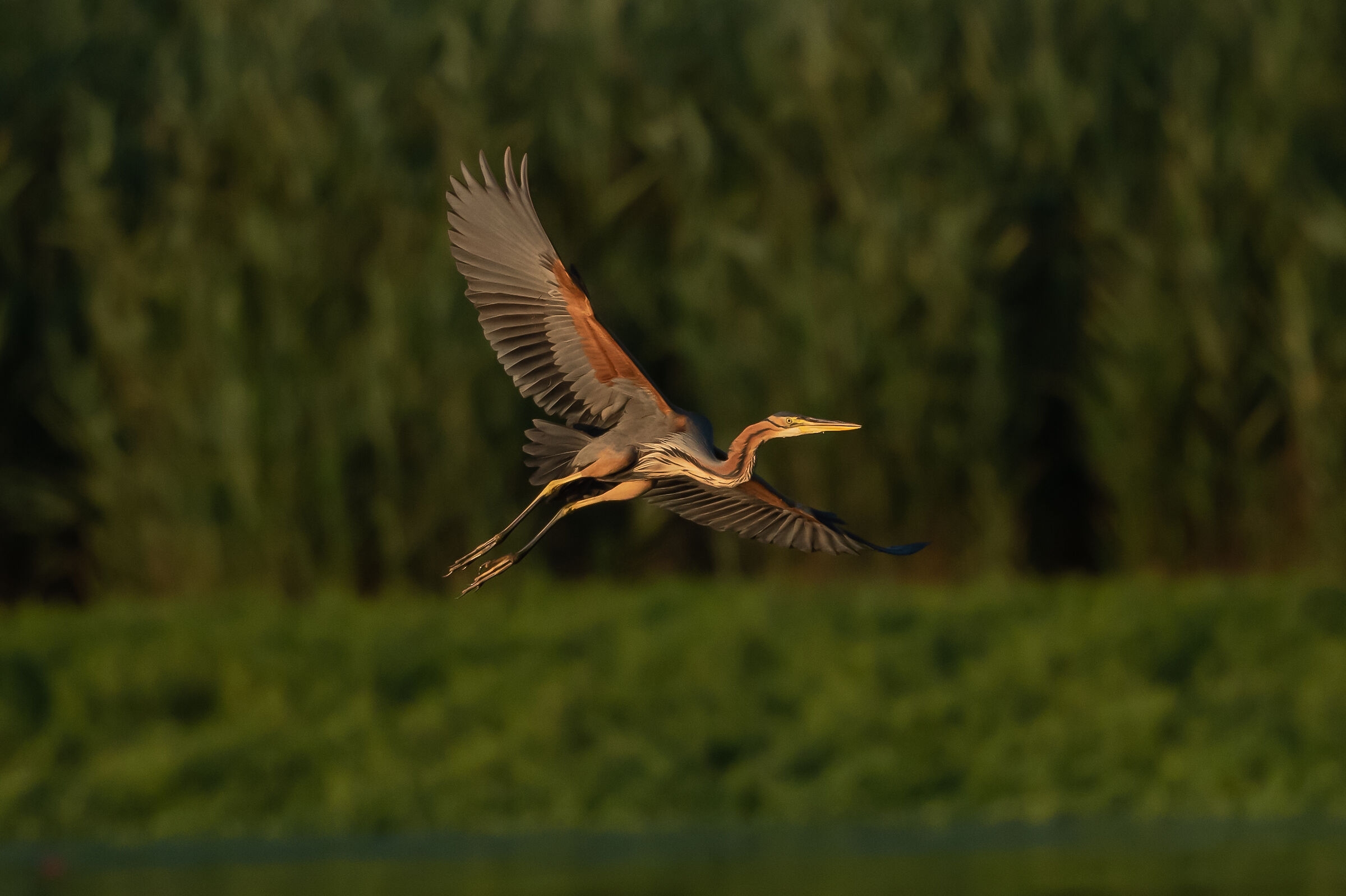 red heron at sunset