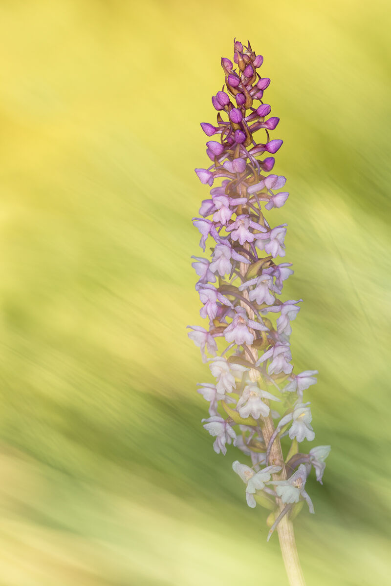 Pink manina (Gymnadenia conopsea) ...
