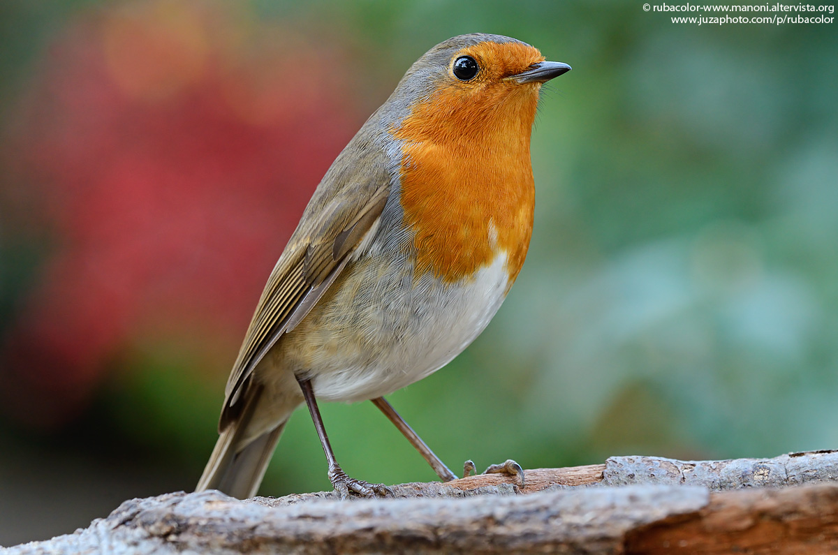 Un modello per il sigmone