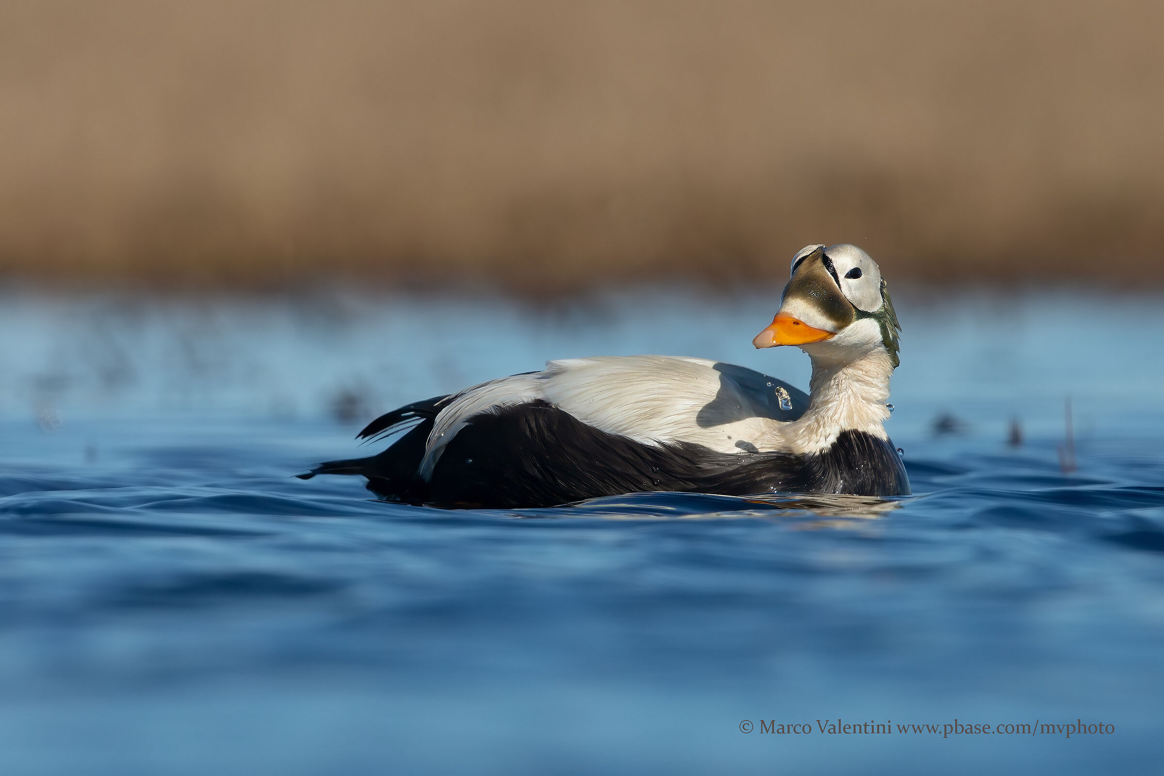 Edredone dagli occhiali