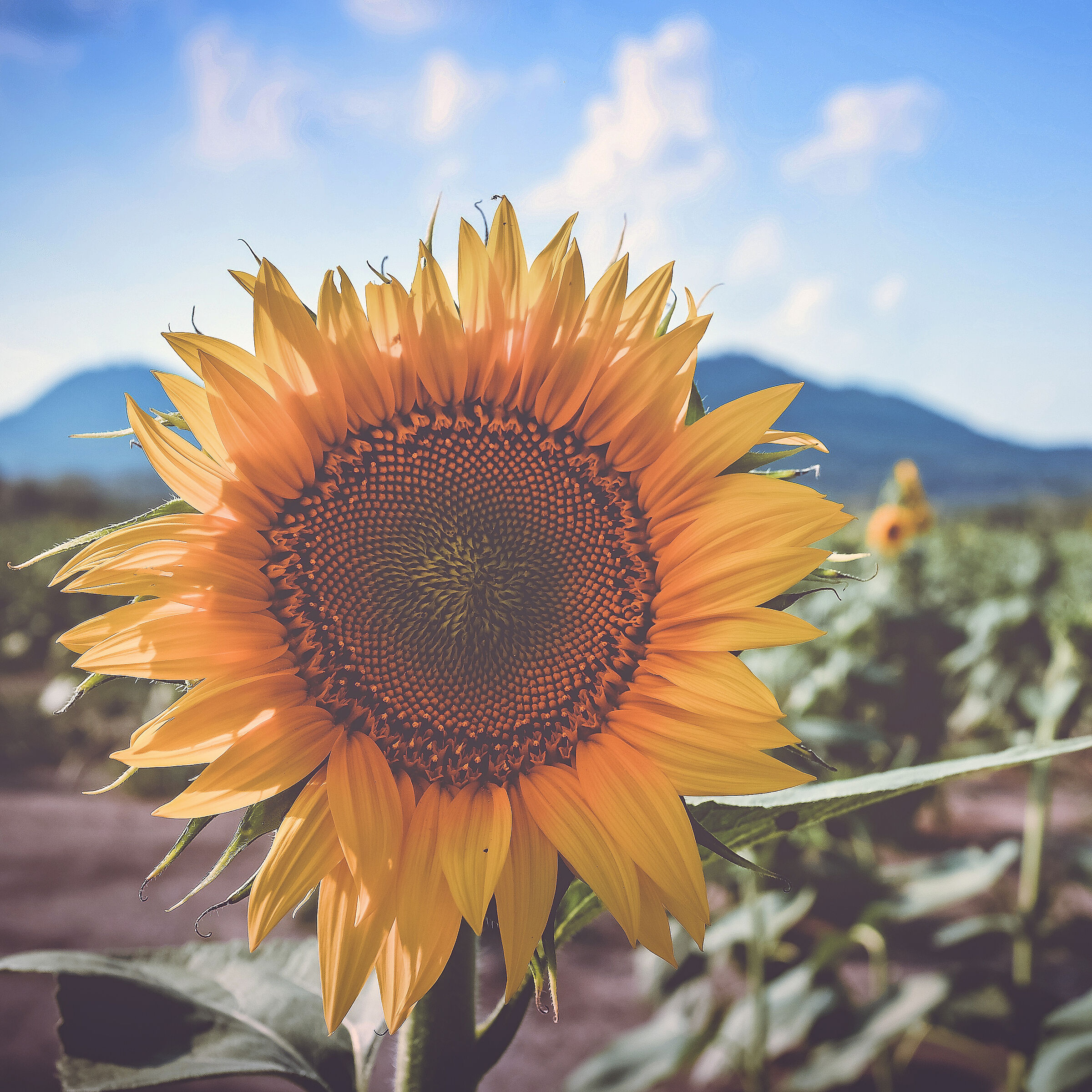 E come un girasole...