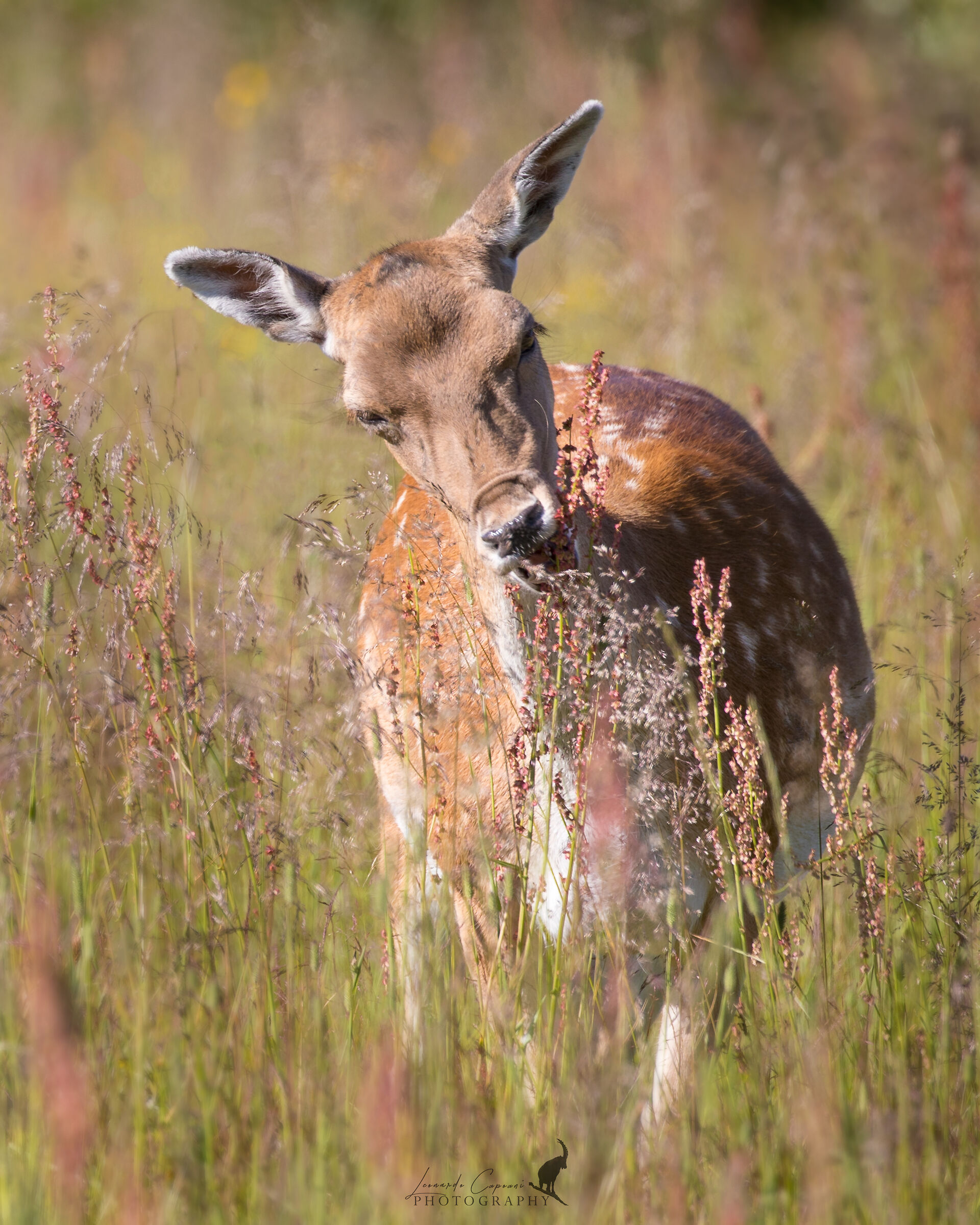 The strong light of Scandinavian mornings
