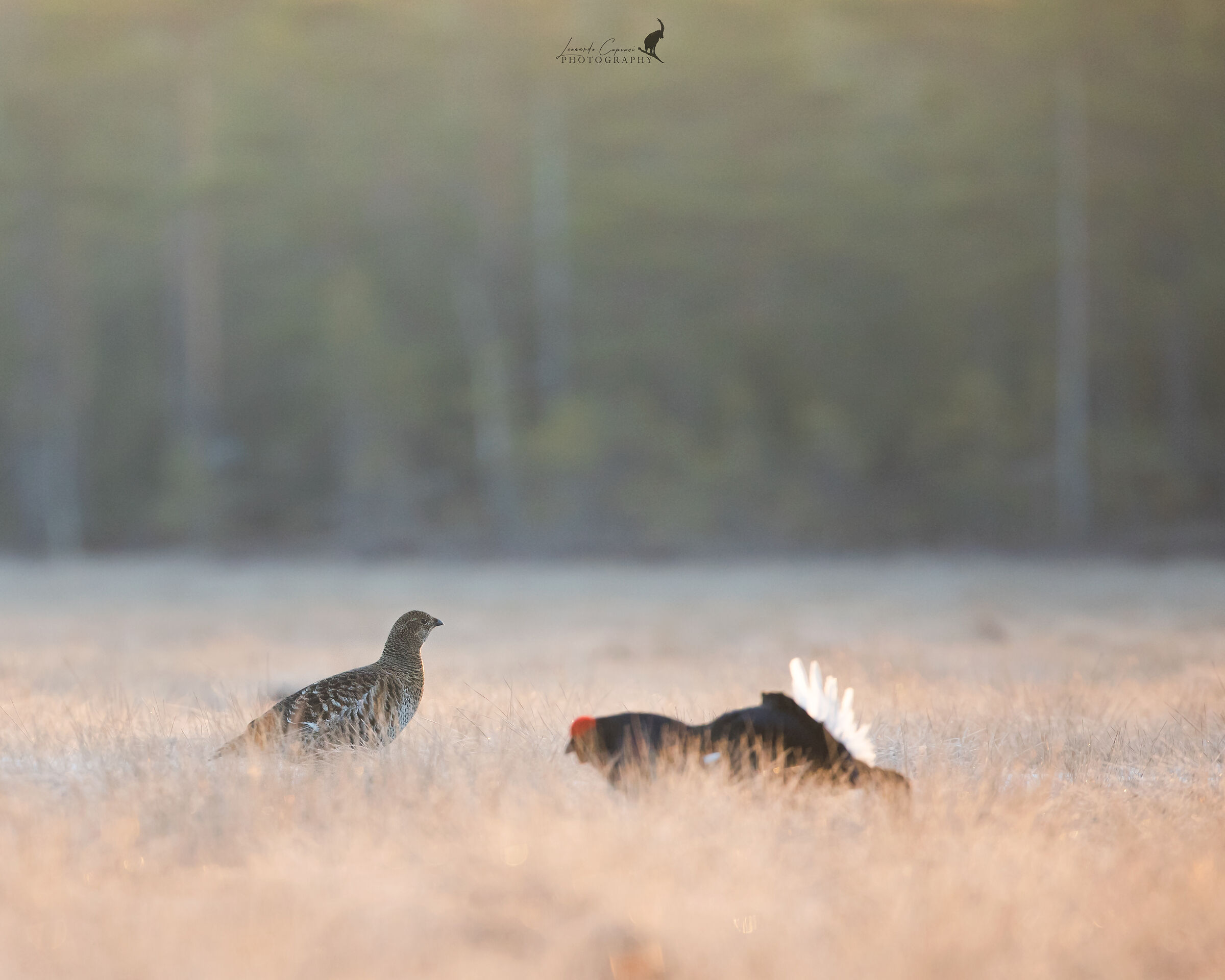 the art of courtship / The art of courtship