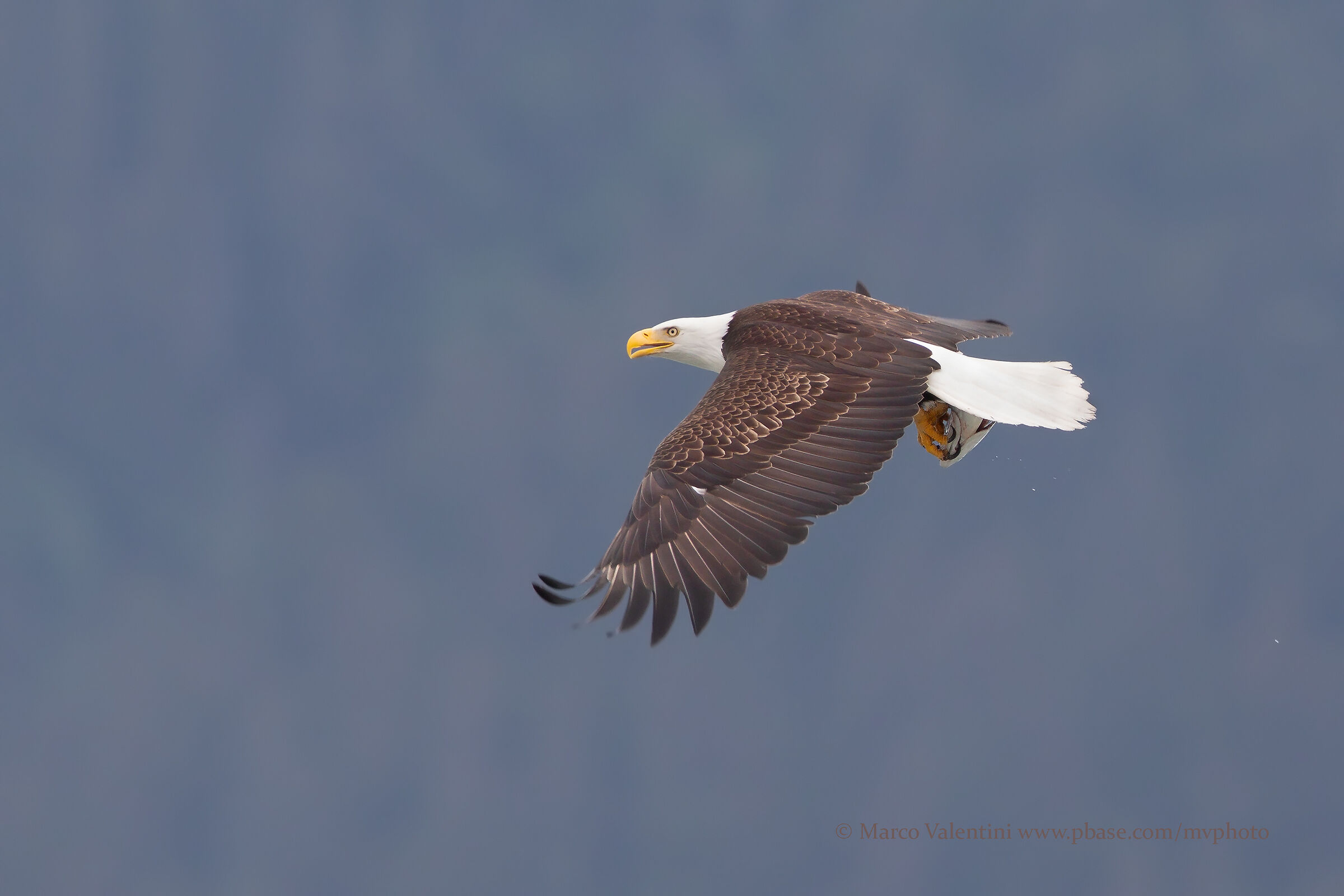 Bald eagle