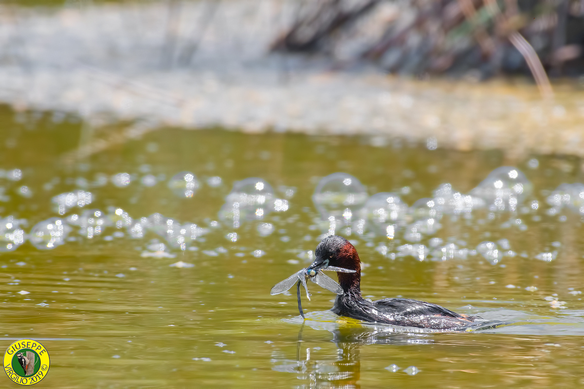 Tuffetto - Tachybaptus ruficollis (Sardegna ) 2019