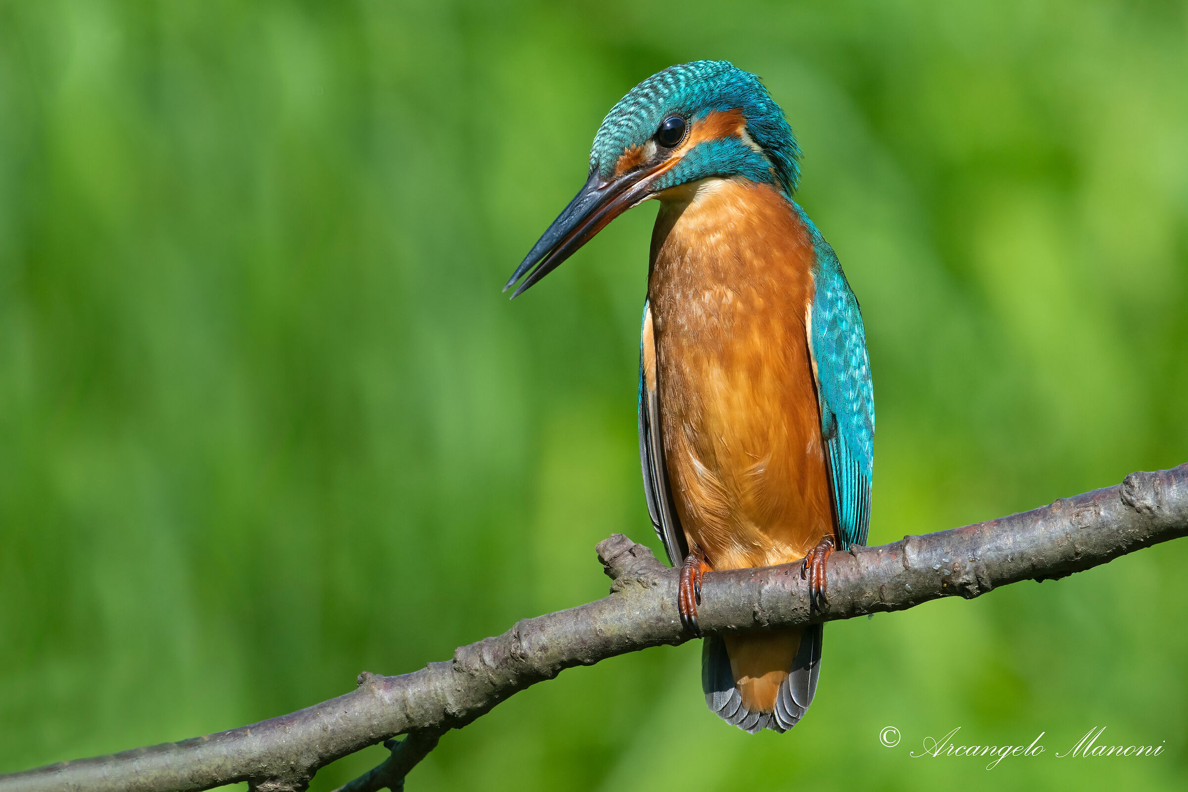 The colorful martini