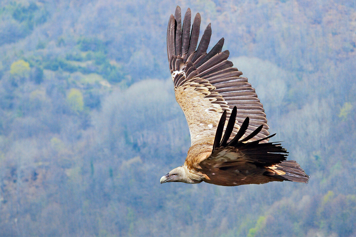 Griffin (in Abruzzo)