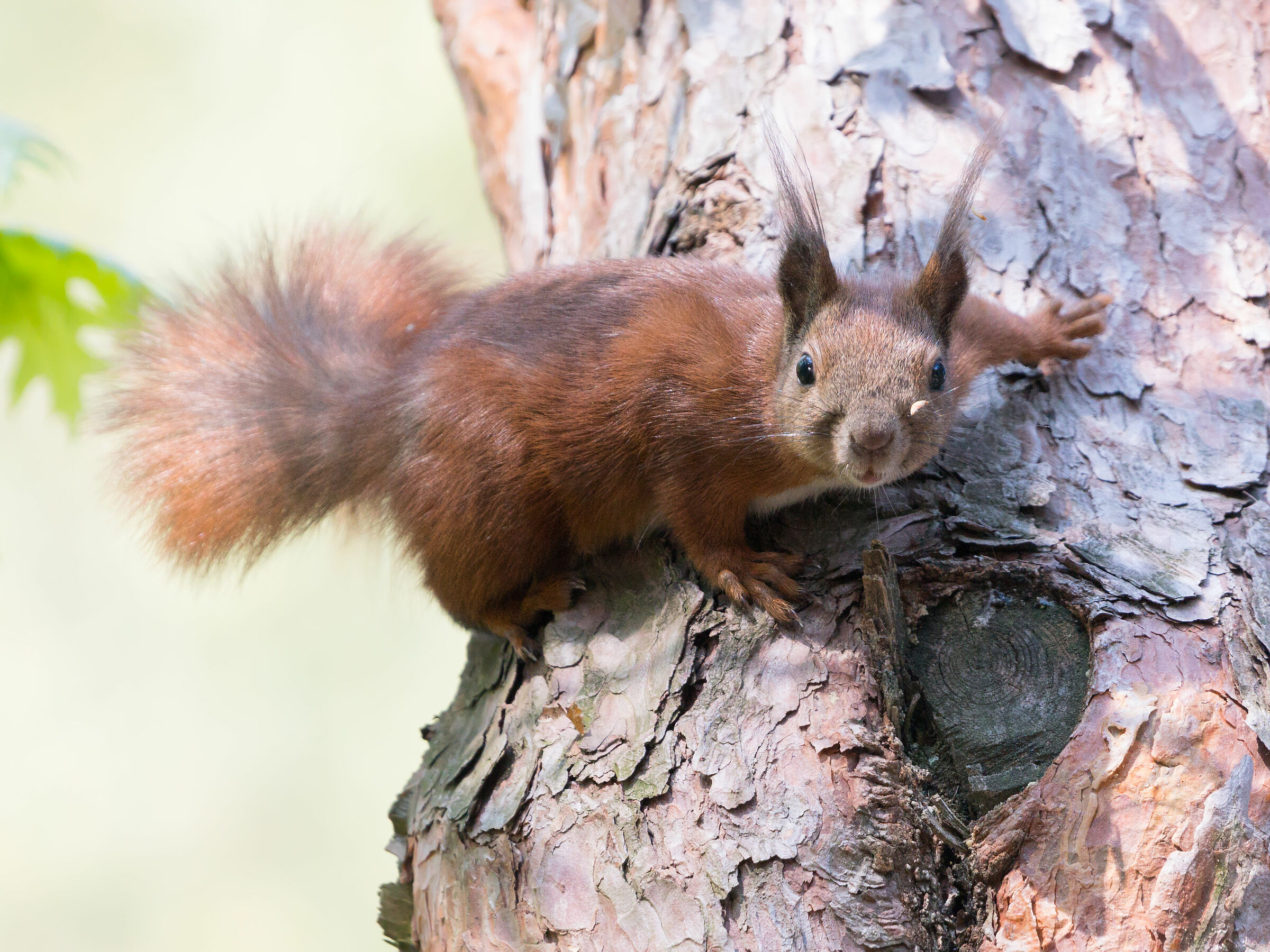 Red squirrel (Sciurus vulgaris)