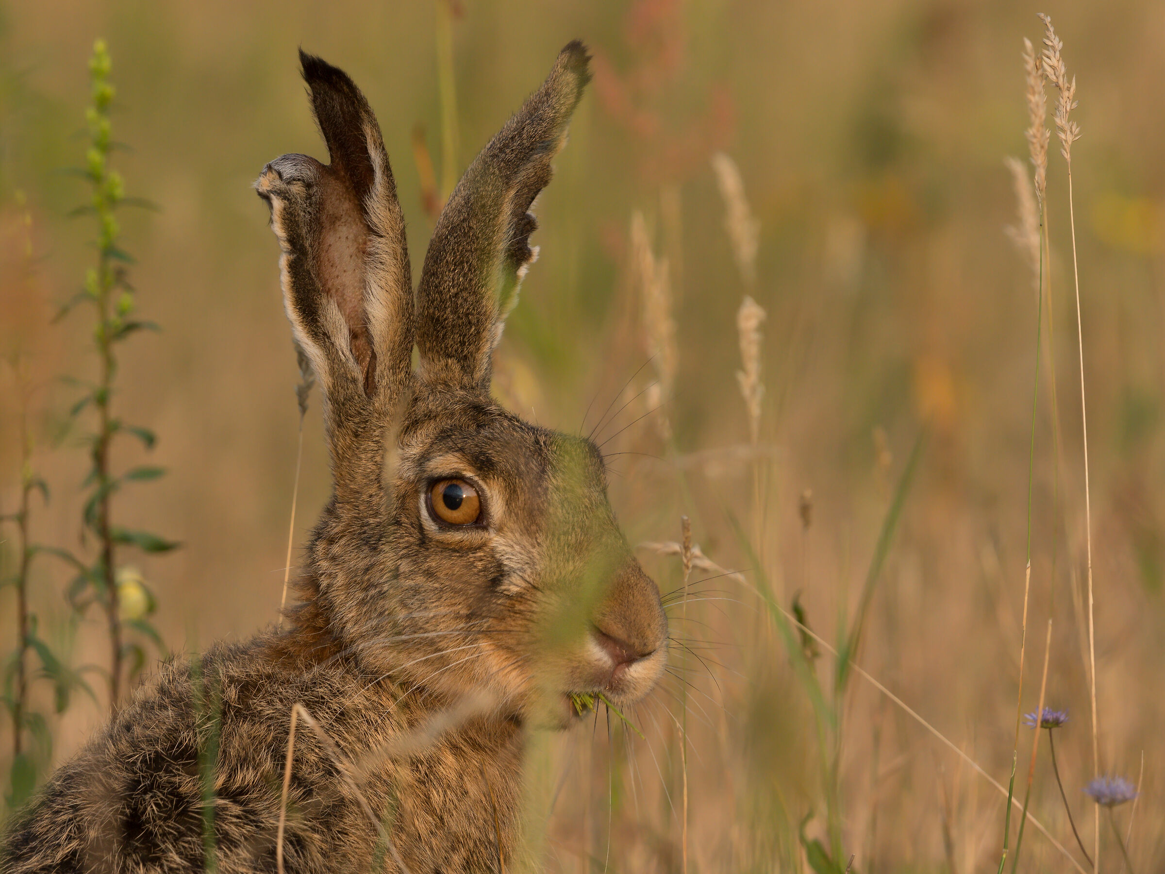 Brown hare (Lepus europaeus)