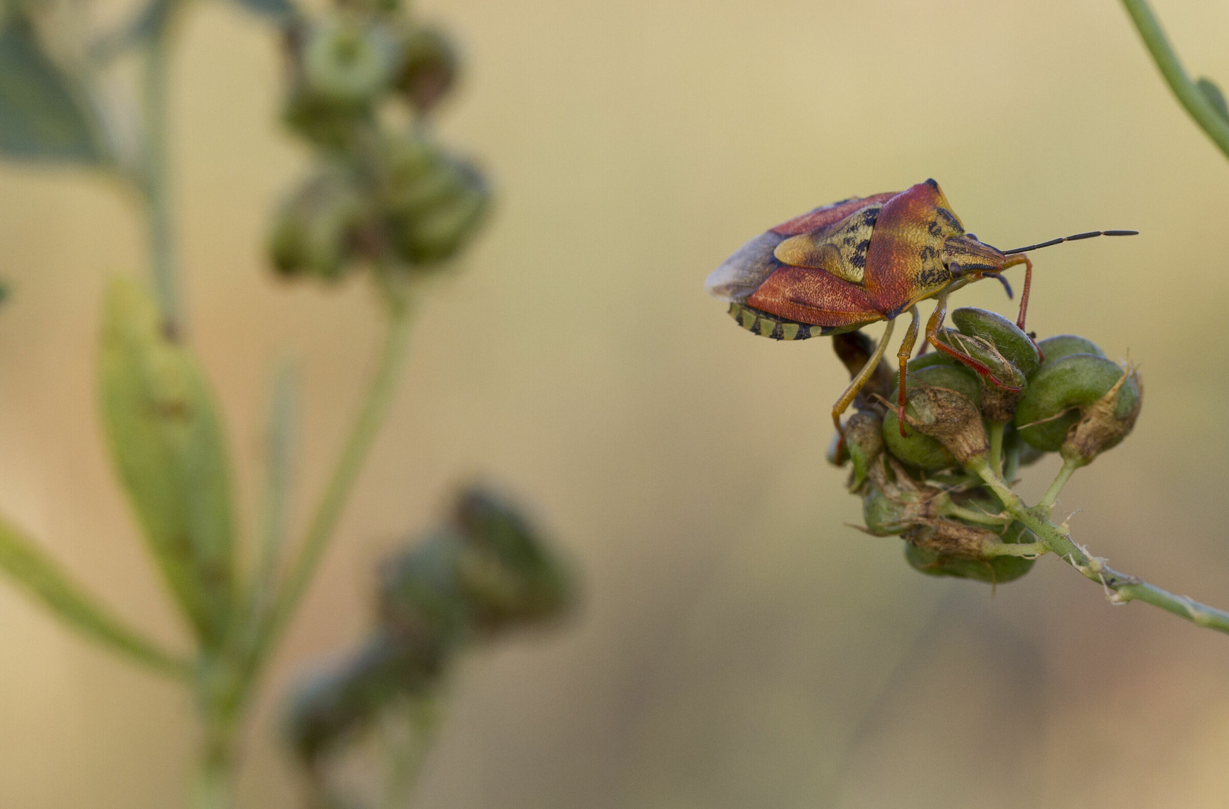Bedbug,Carpocorus Mediterraneus