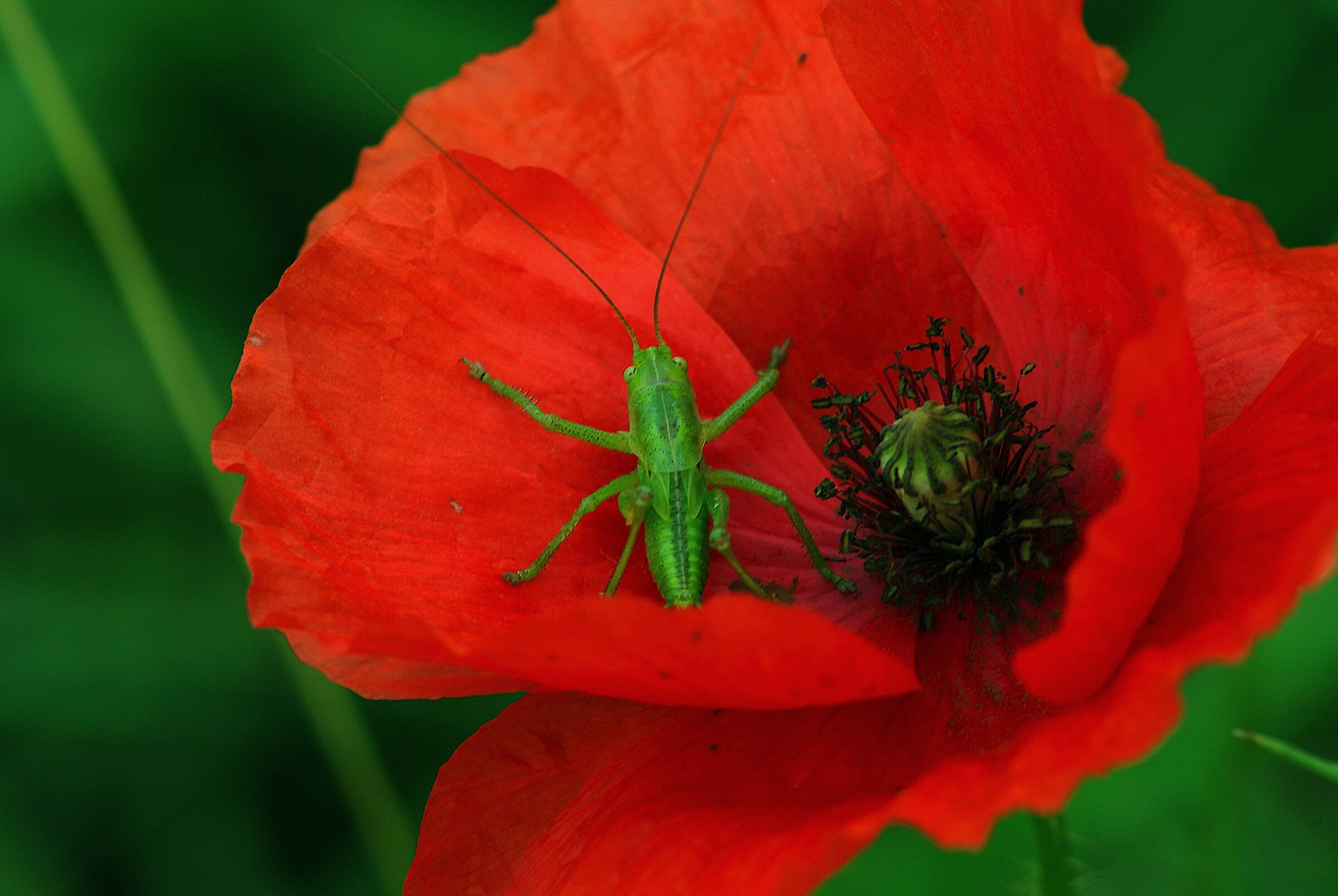 Colori complementari