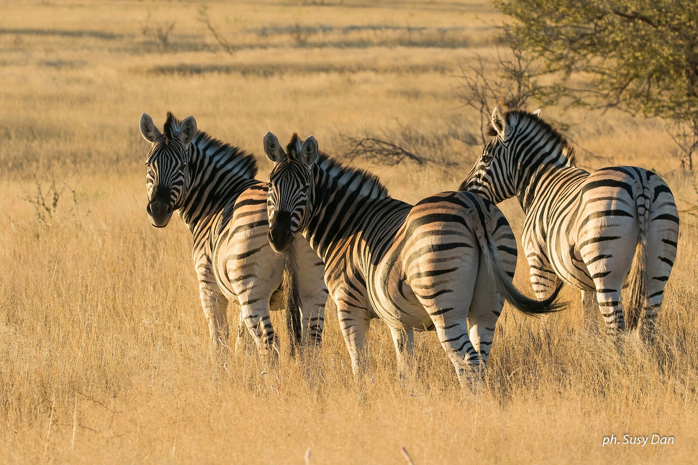Il lato B delle zebre