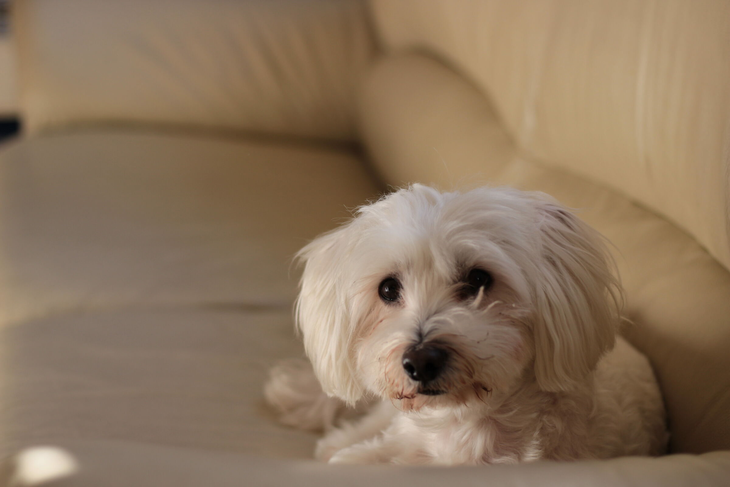 non vorrai farmi scendere??