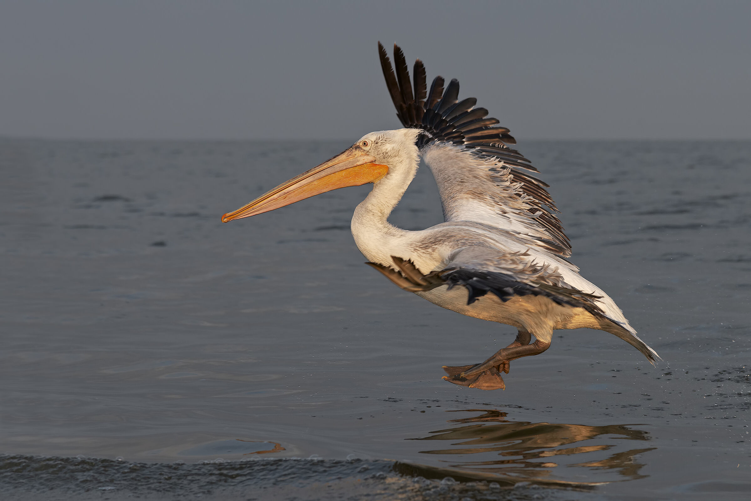 Pelican Landing